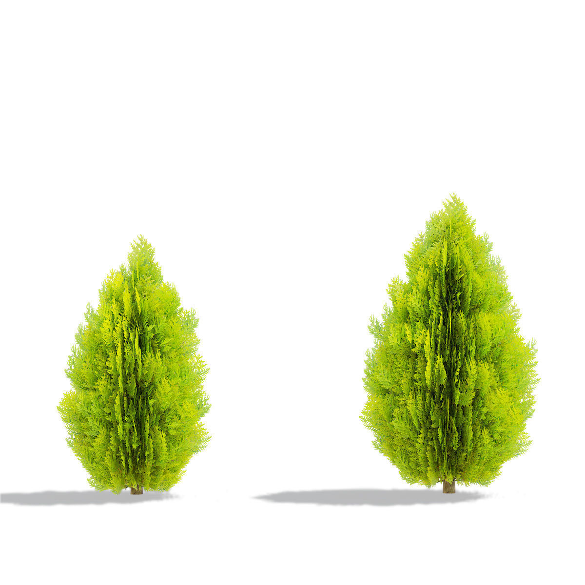 Thuja orientalis Aurea Nana 3D model_6