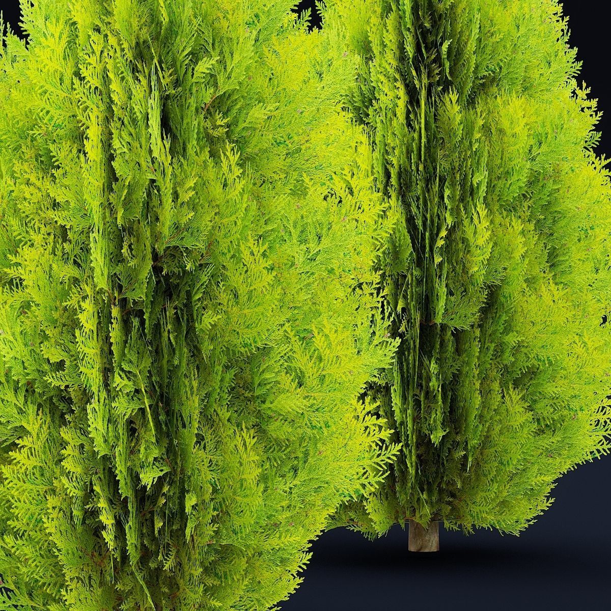 Thuja orientalis Aurea Nana 3D model_7