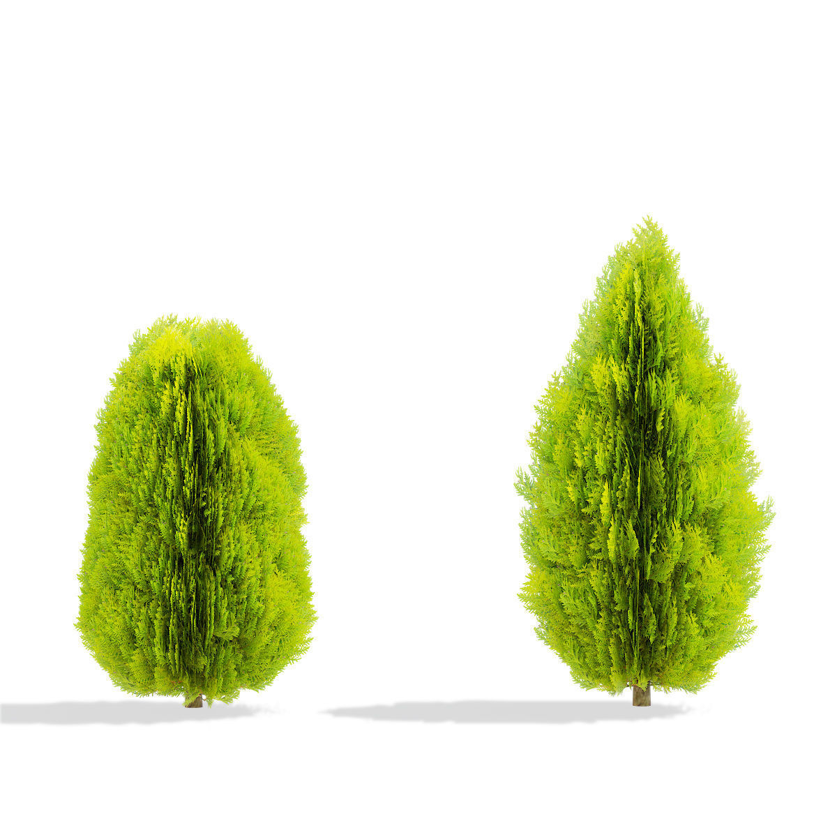 Thuja orientalis Aurea Nana 3D model_5