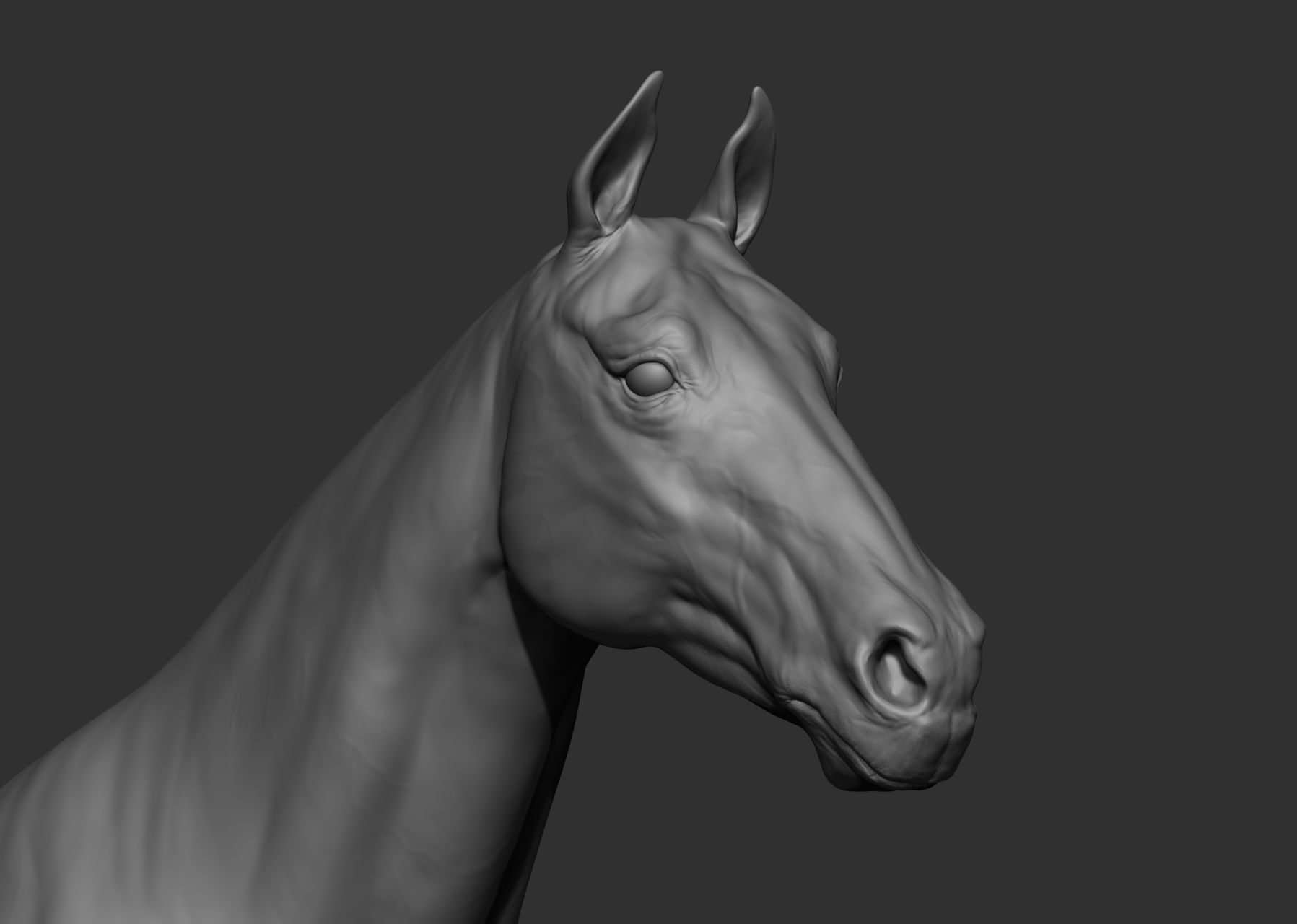 6 Horse types 3D model_47