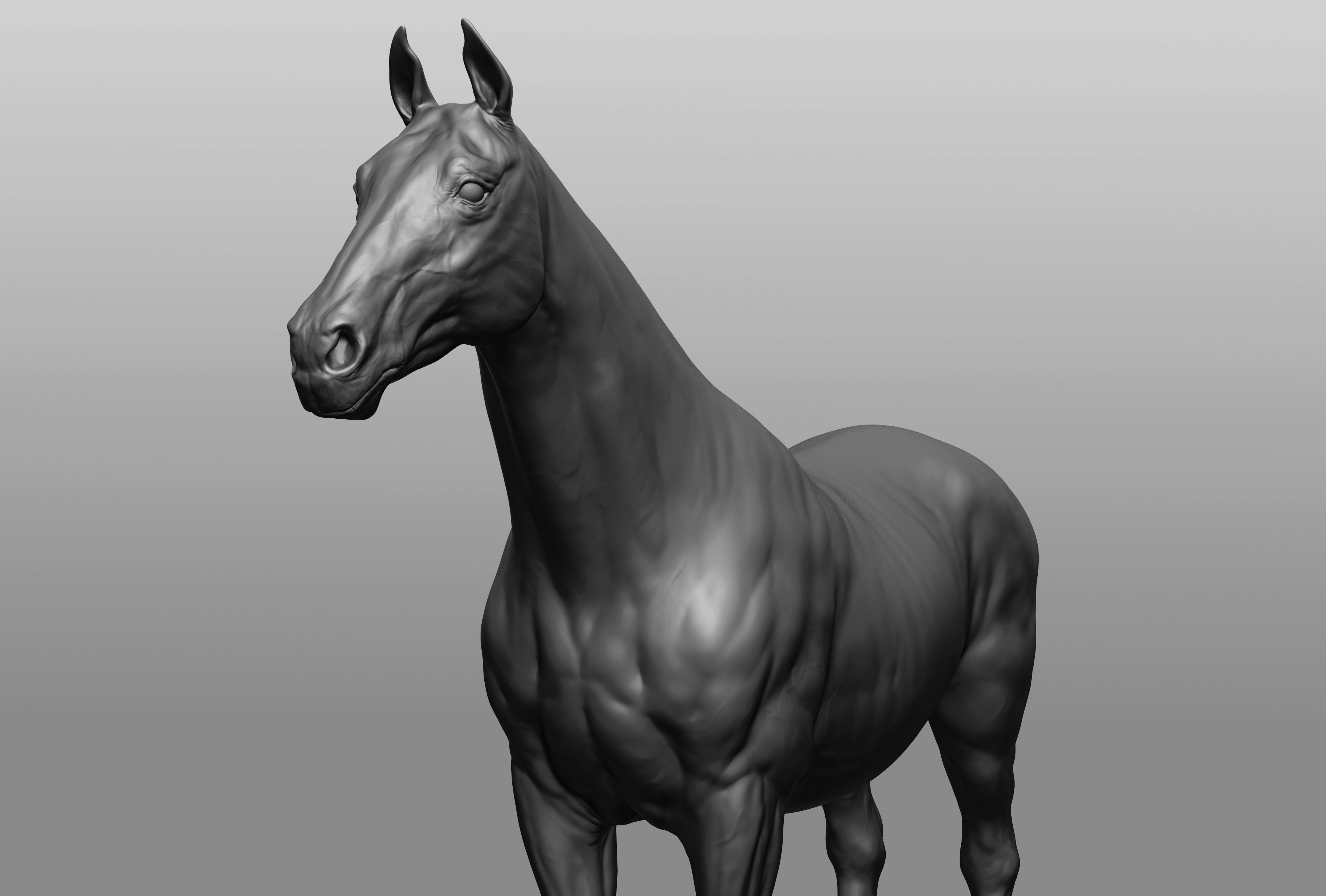6 Horse types 3D model_41