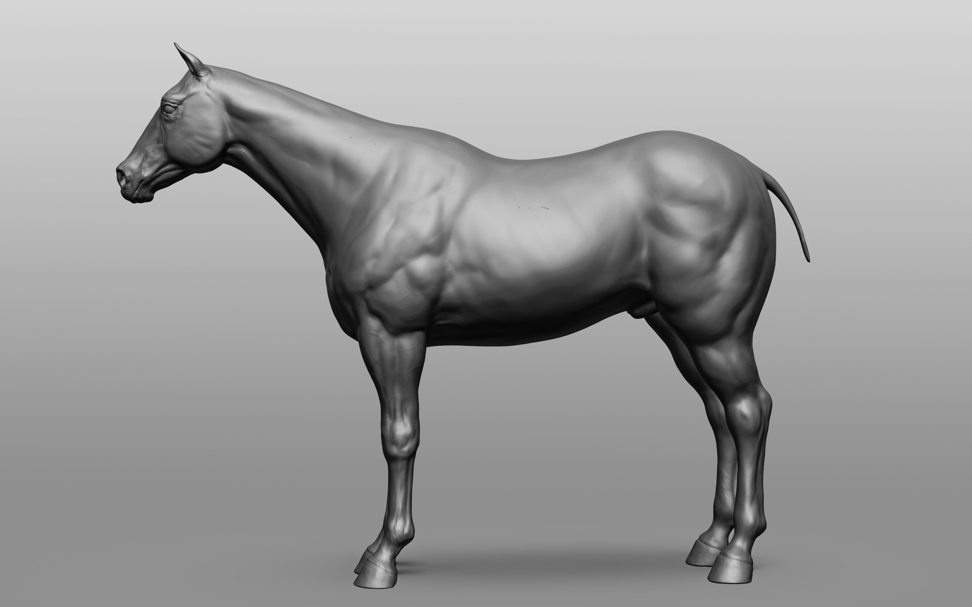 6 Horse types 3D model_75