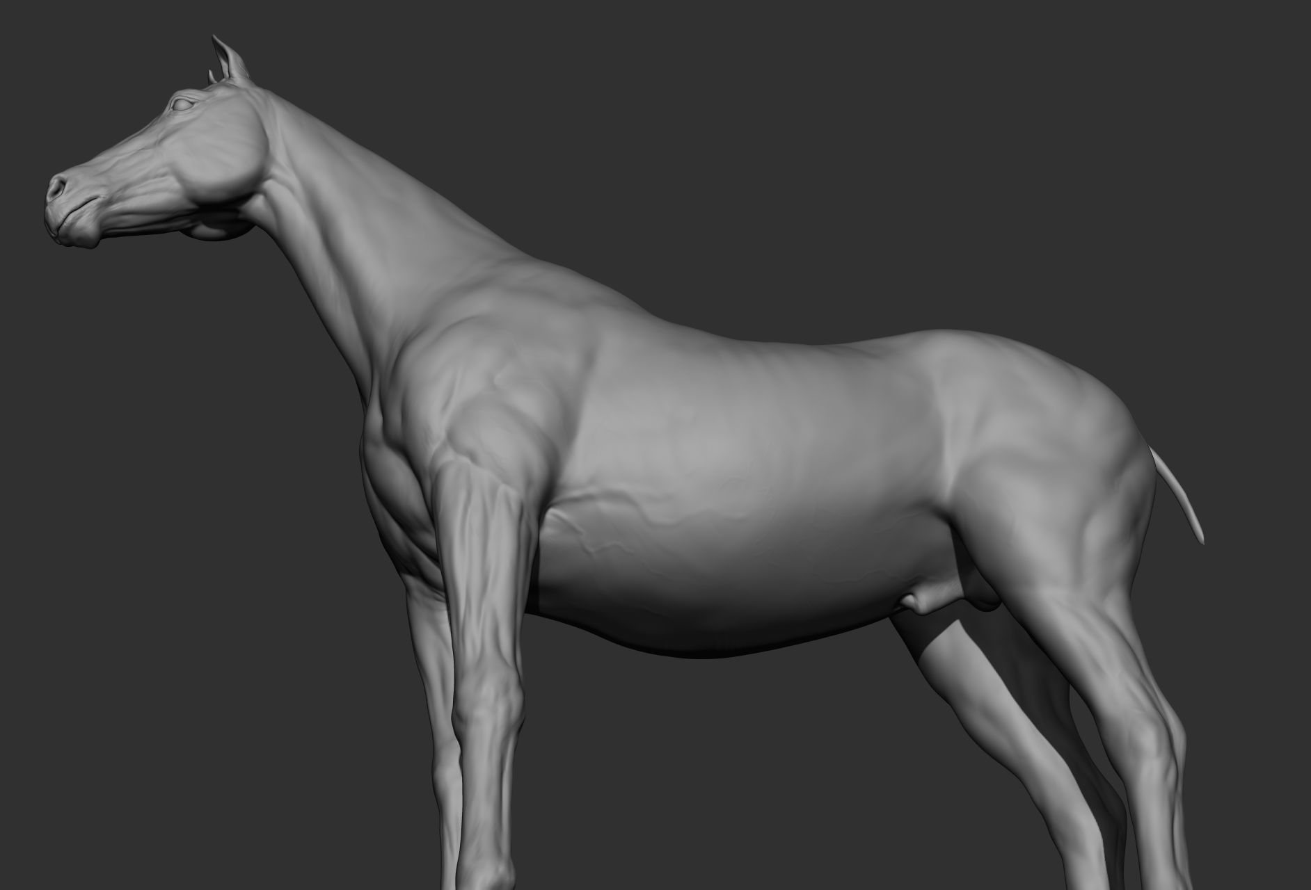 6 Horse types 3D model_50