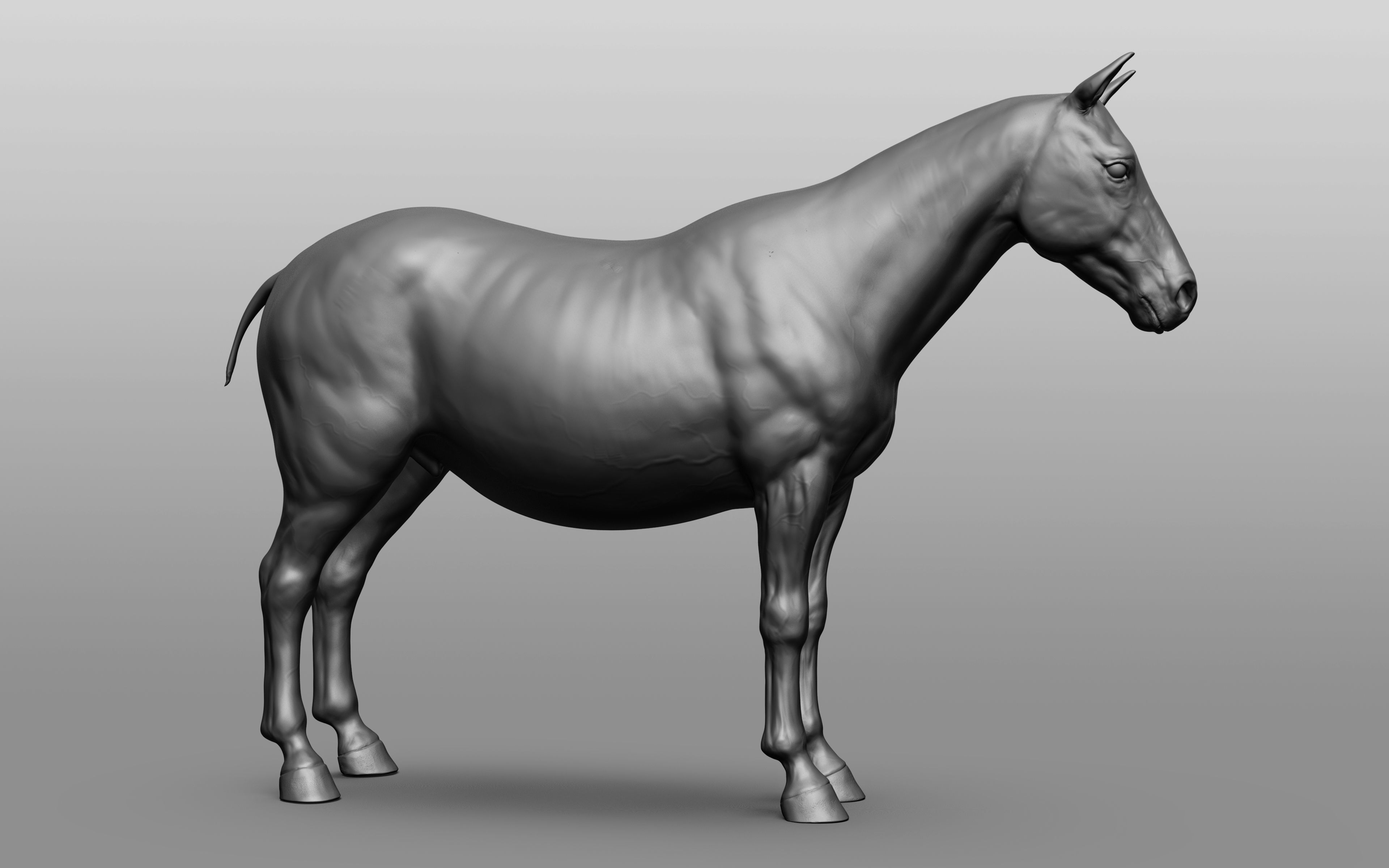 6 Horse types 3D model_107