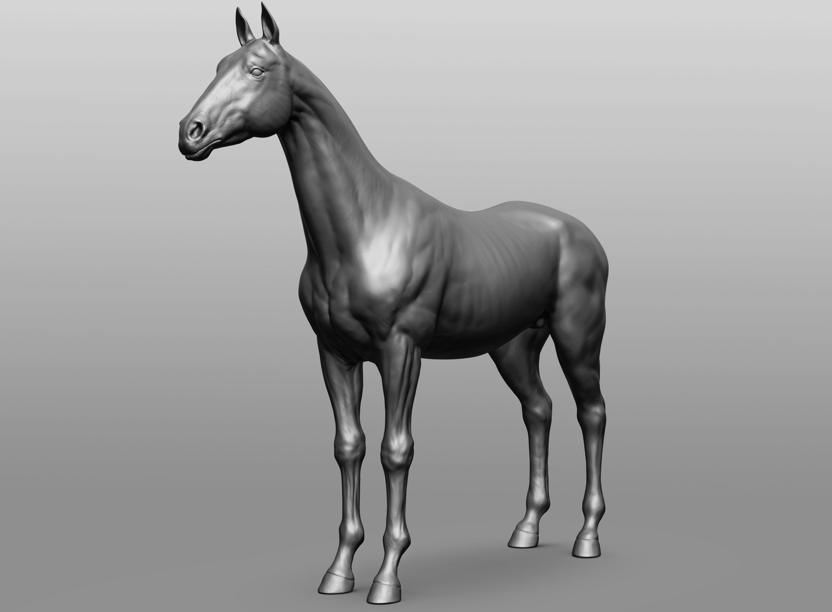 6 Horse types 3D model_90