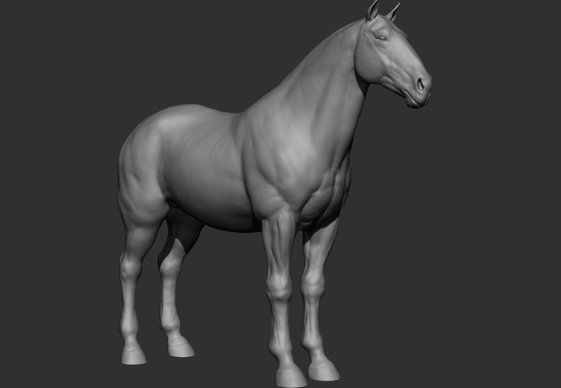 6 Horse types 3D model_67