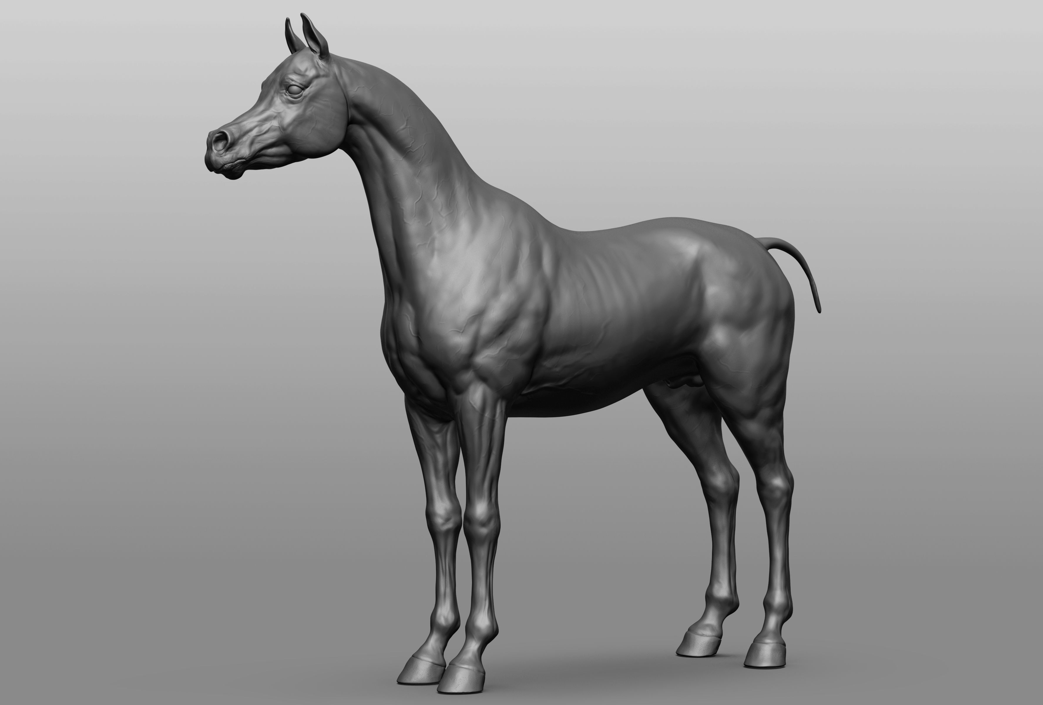 6 Horse types 3D model_3