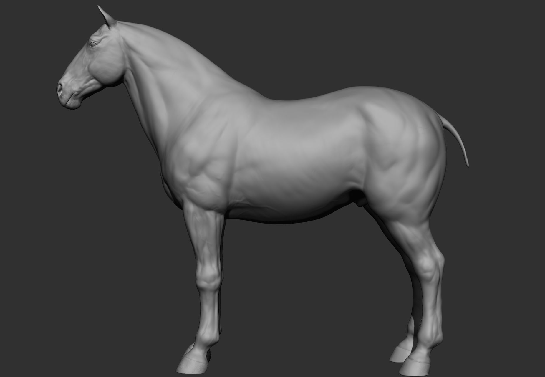 6 Horse types 3D model_65