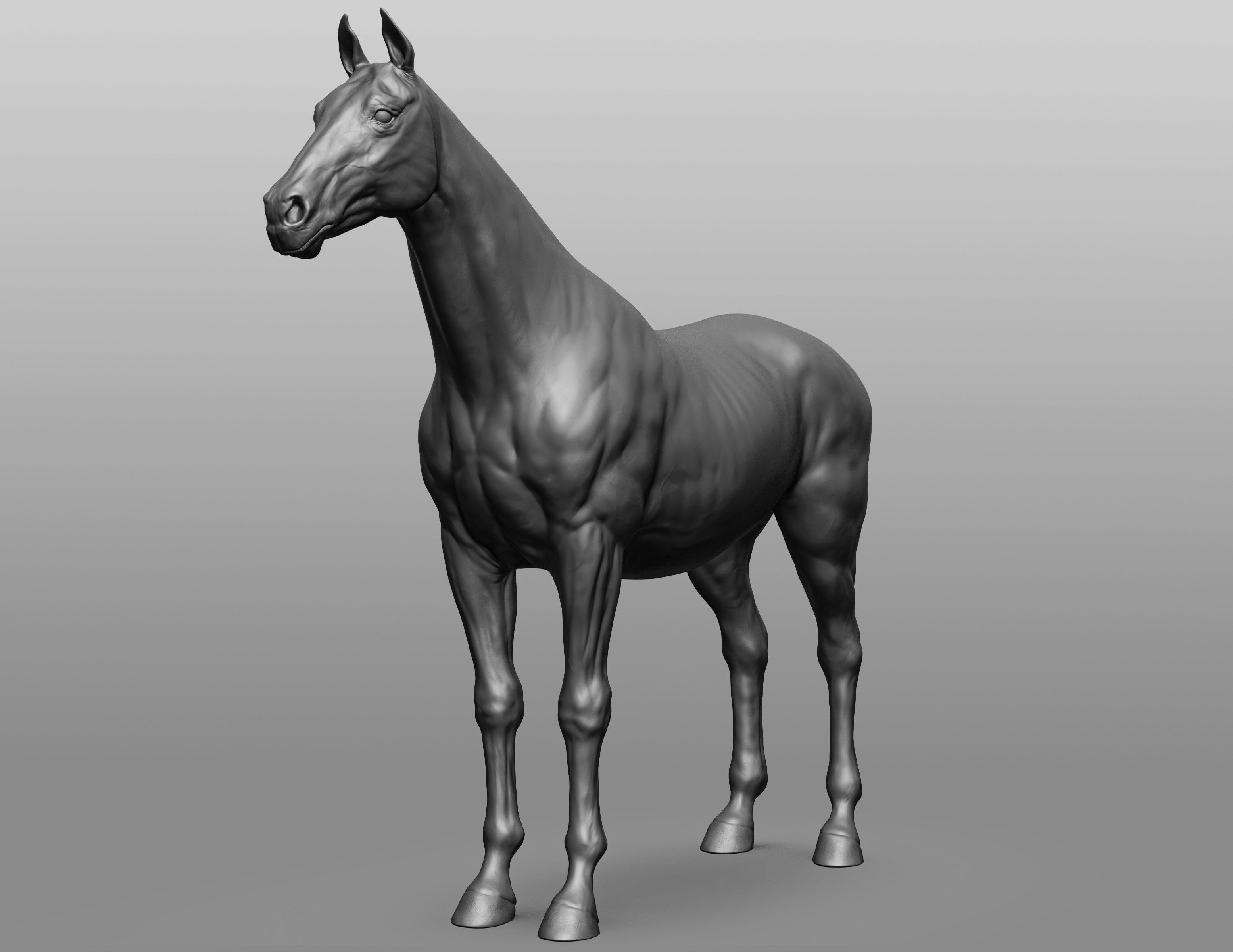 6 Horse types 3D model_30