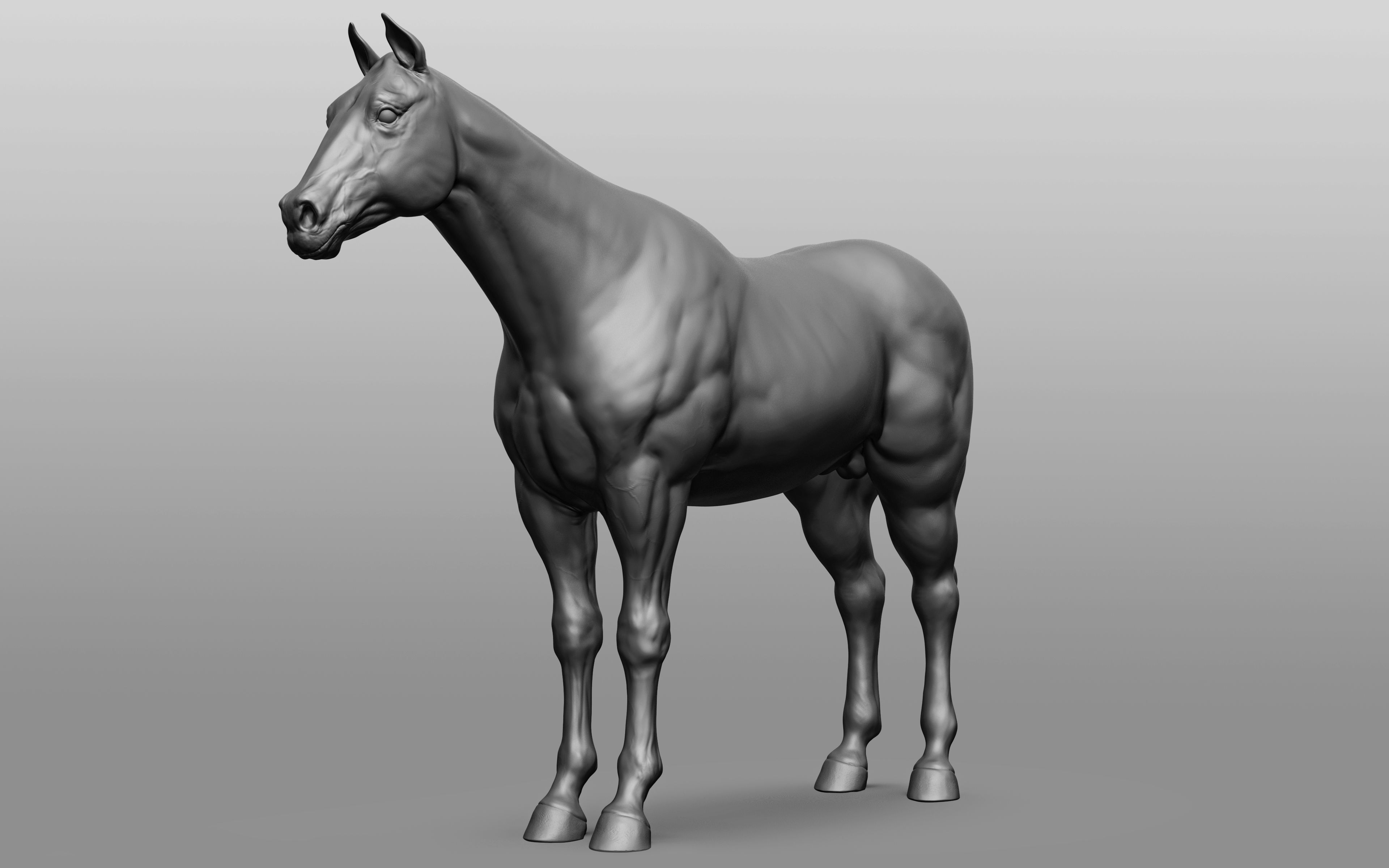 6 Horse types 3D model_73