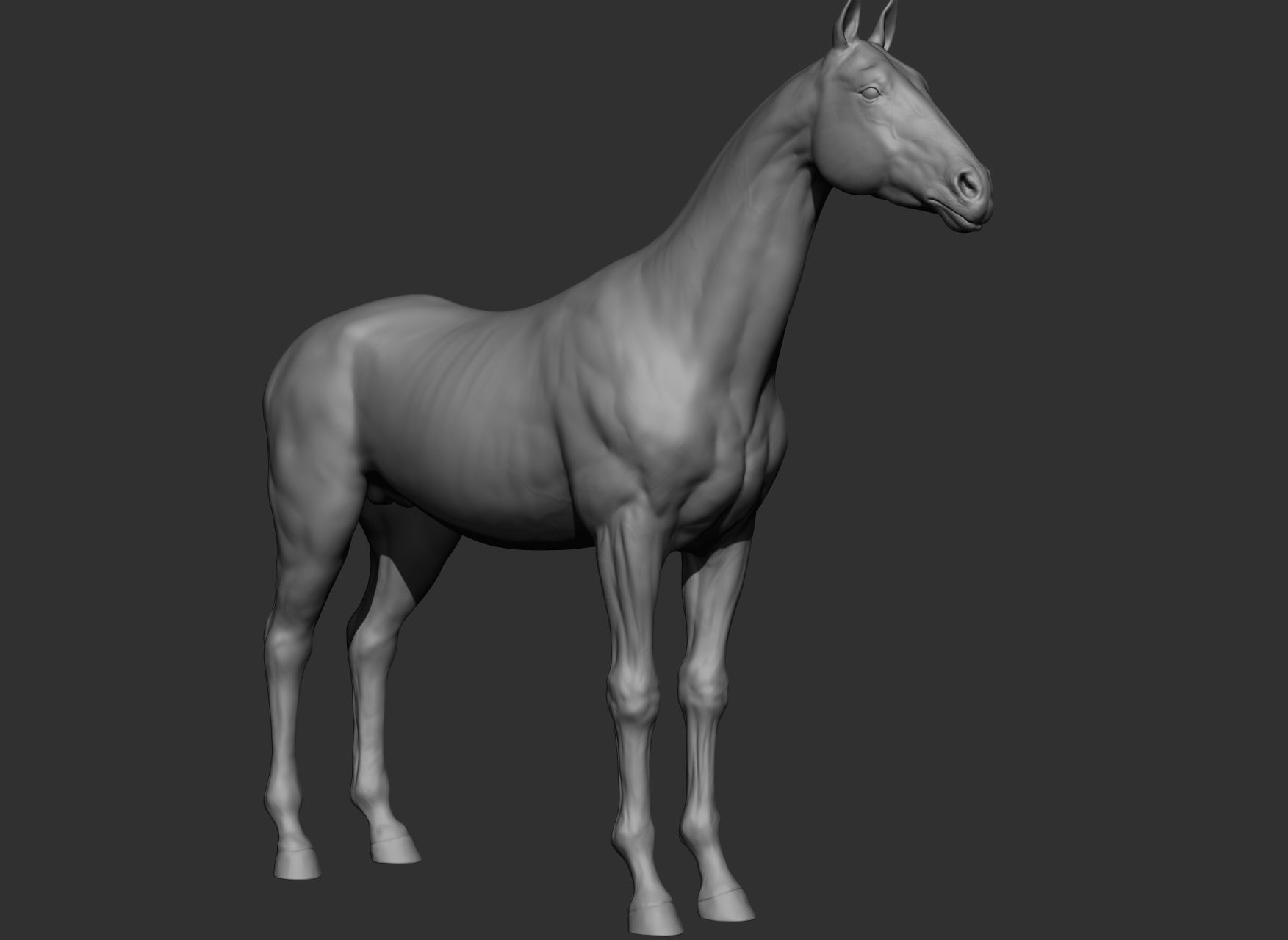 6 Horse types 3D model_100