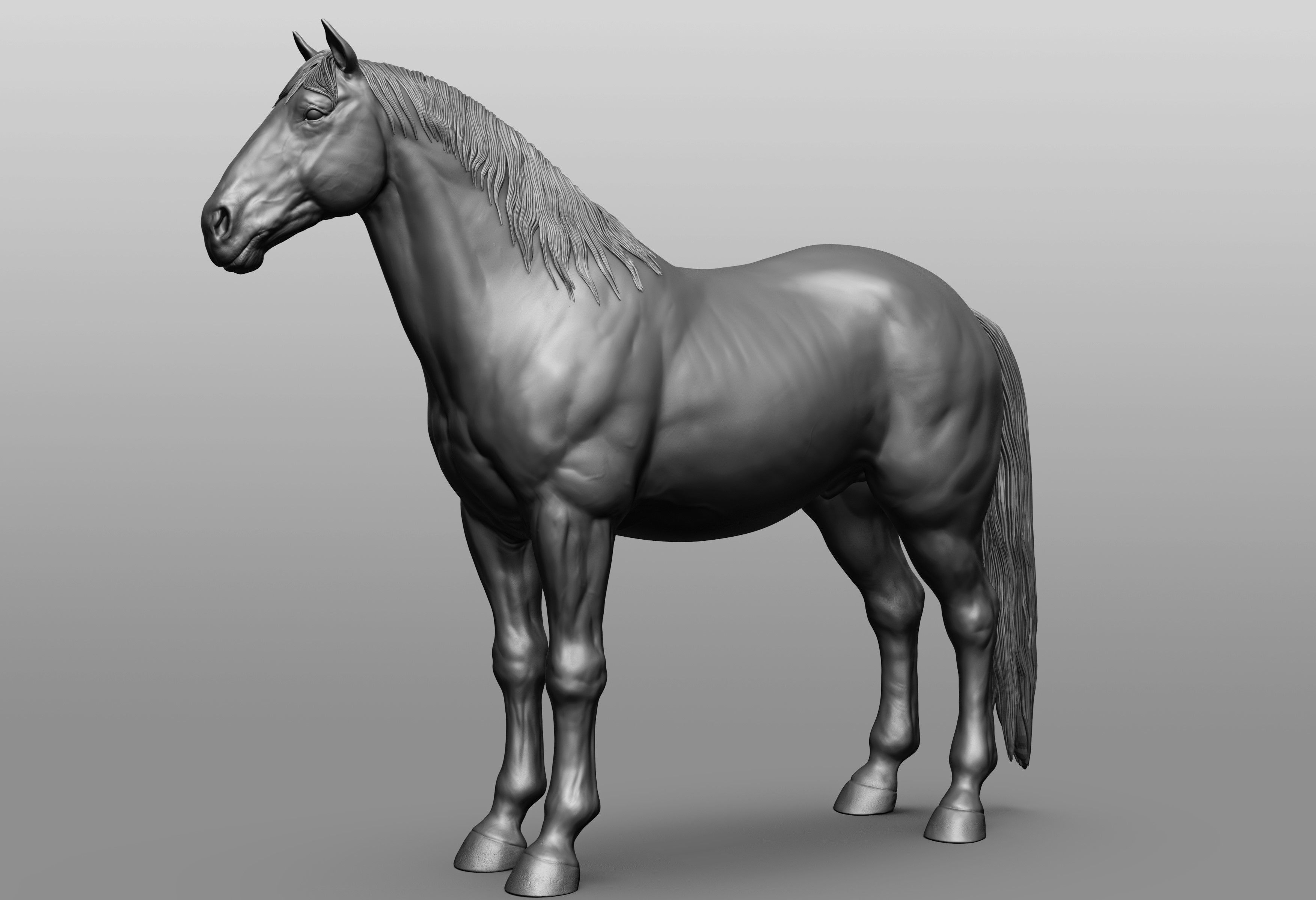 6 Horse types 3D model_63