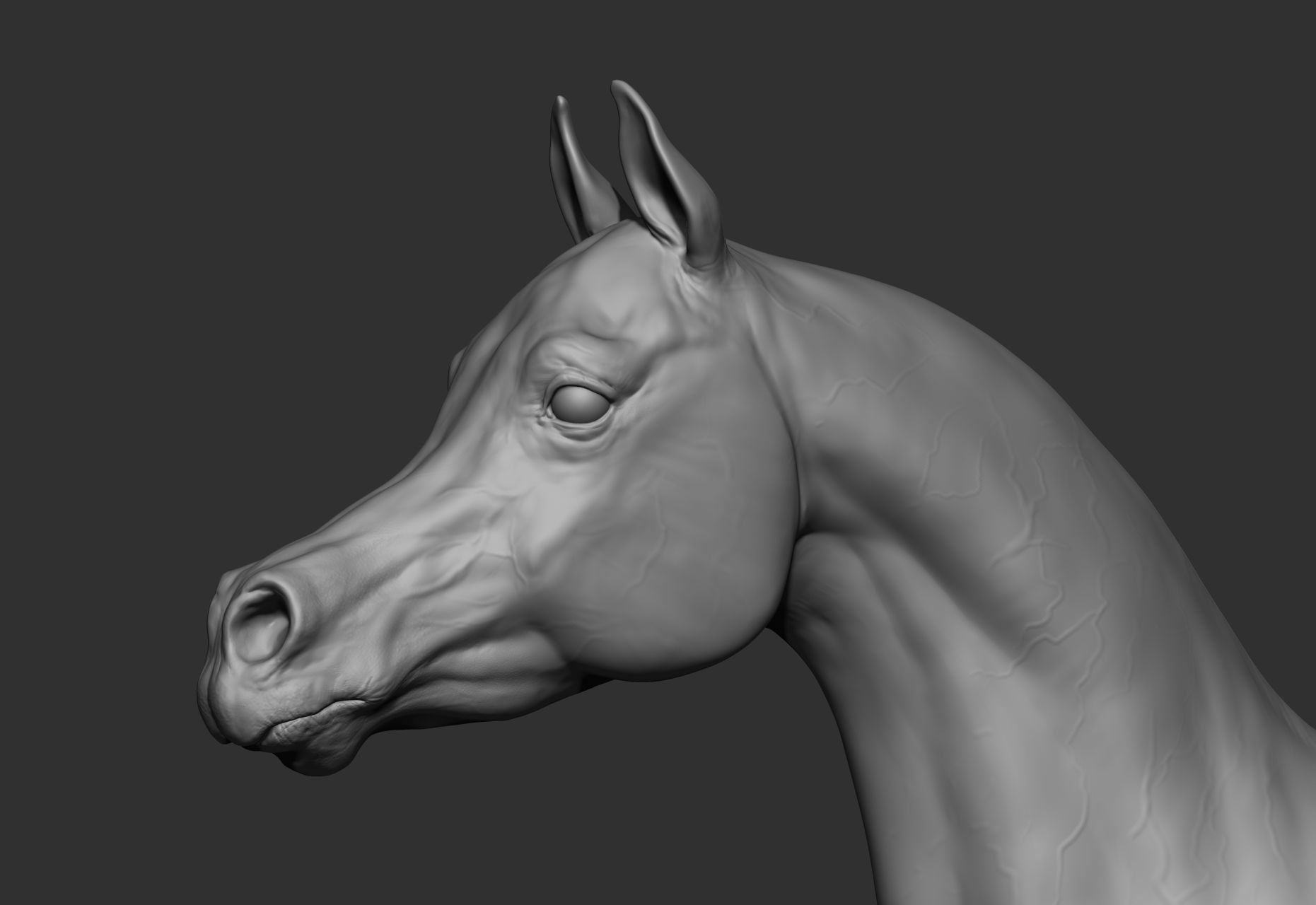6 Horse types 3D model_21