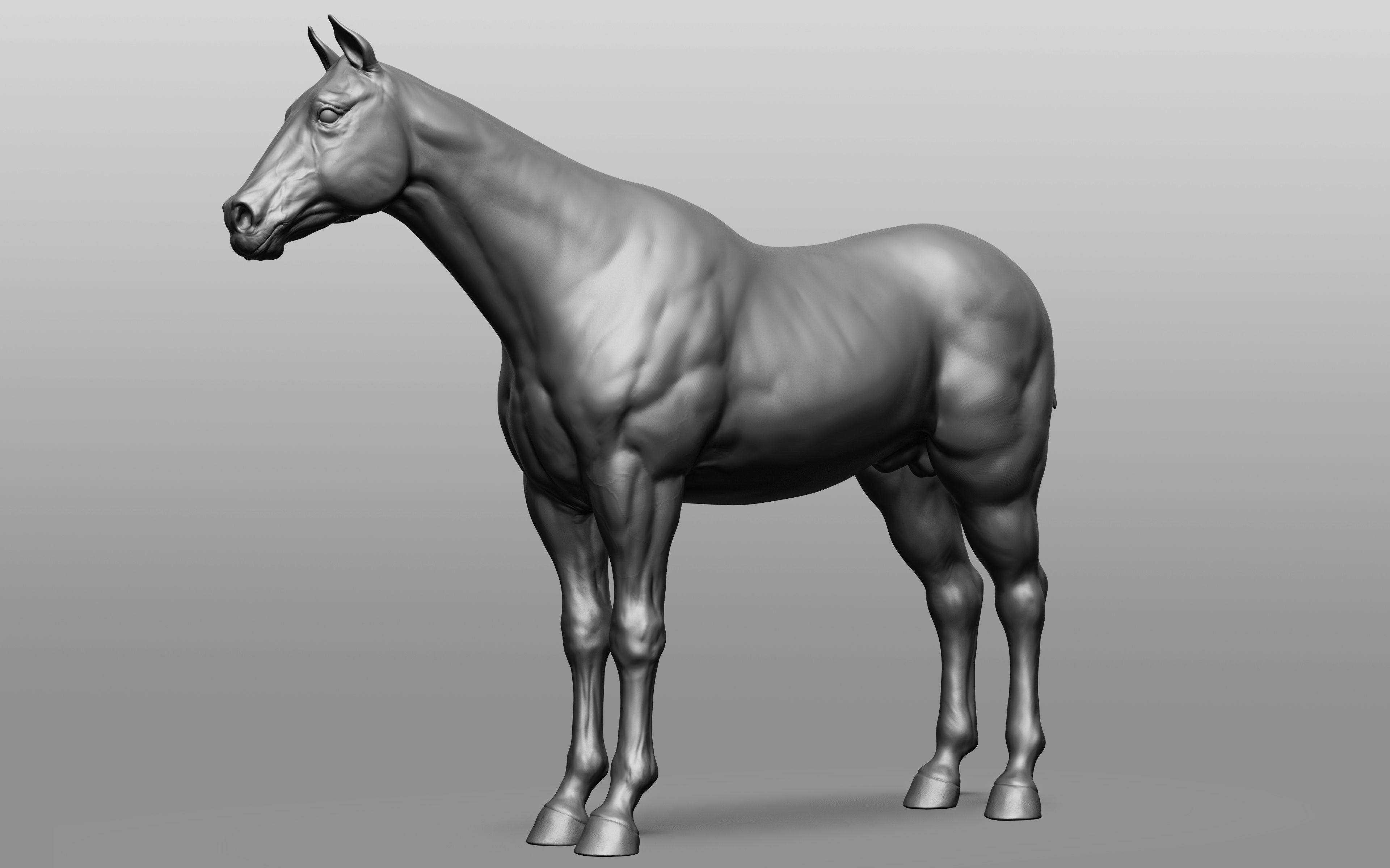 6 Horse types 3D model_74