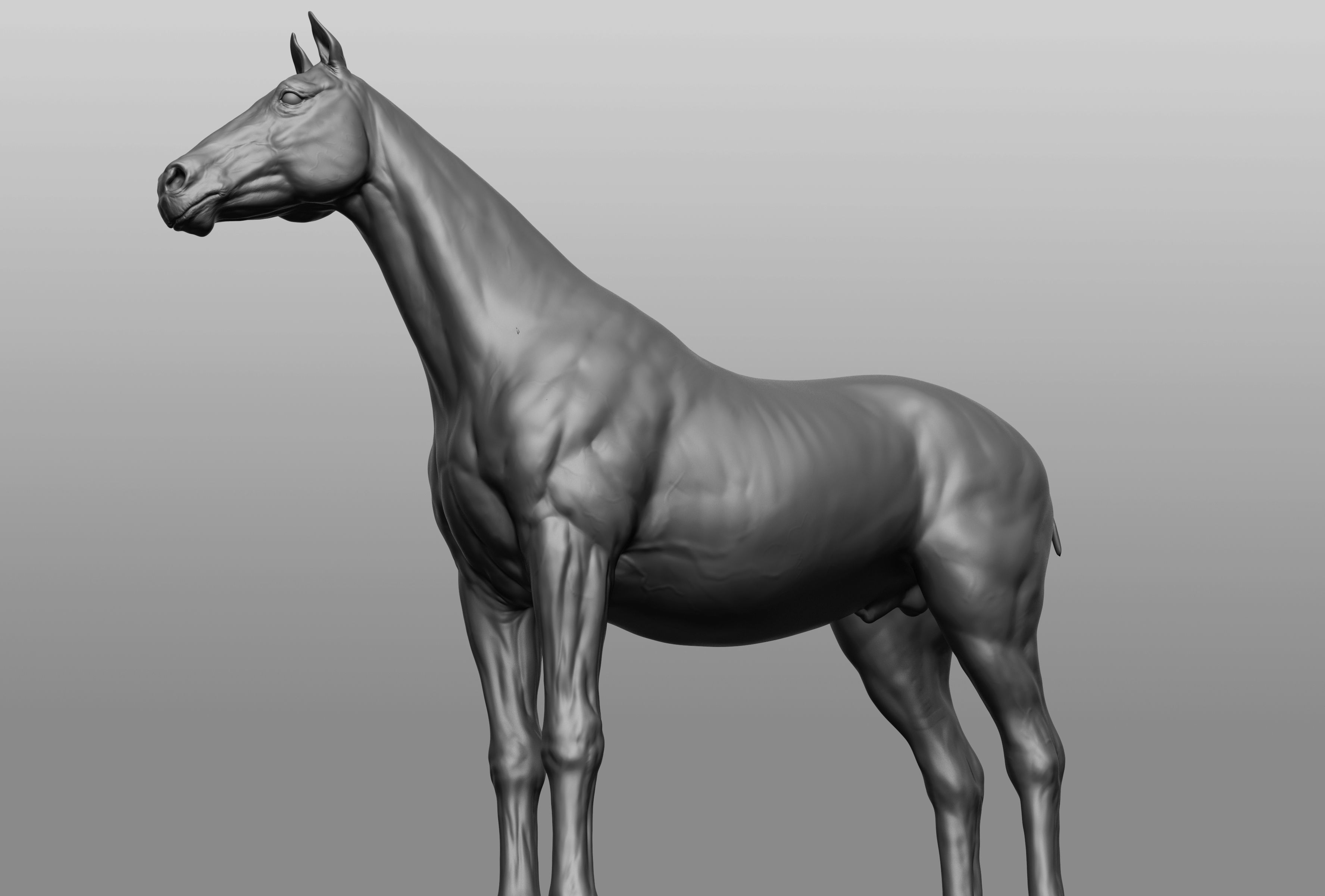 6 Horse types 3D model_42