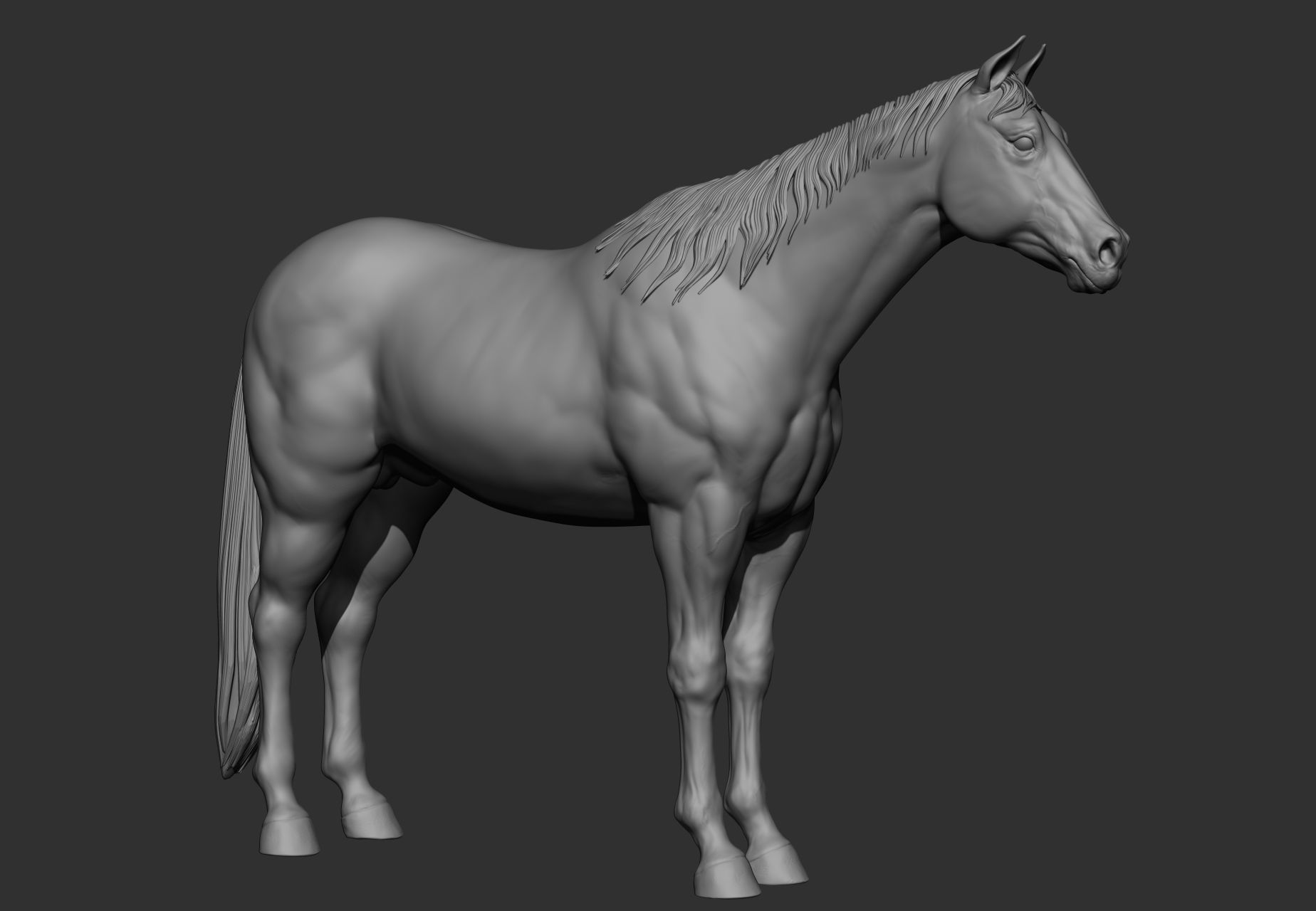 6 Horse types 3D model_89