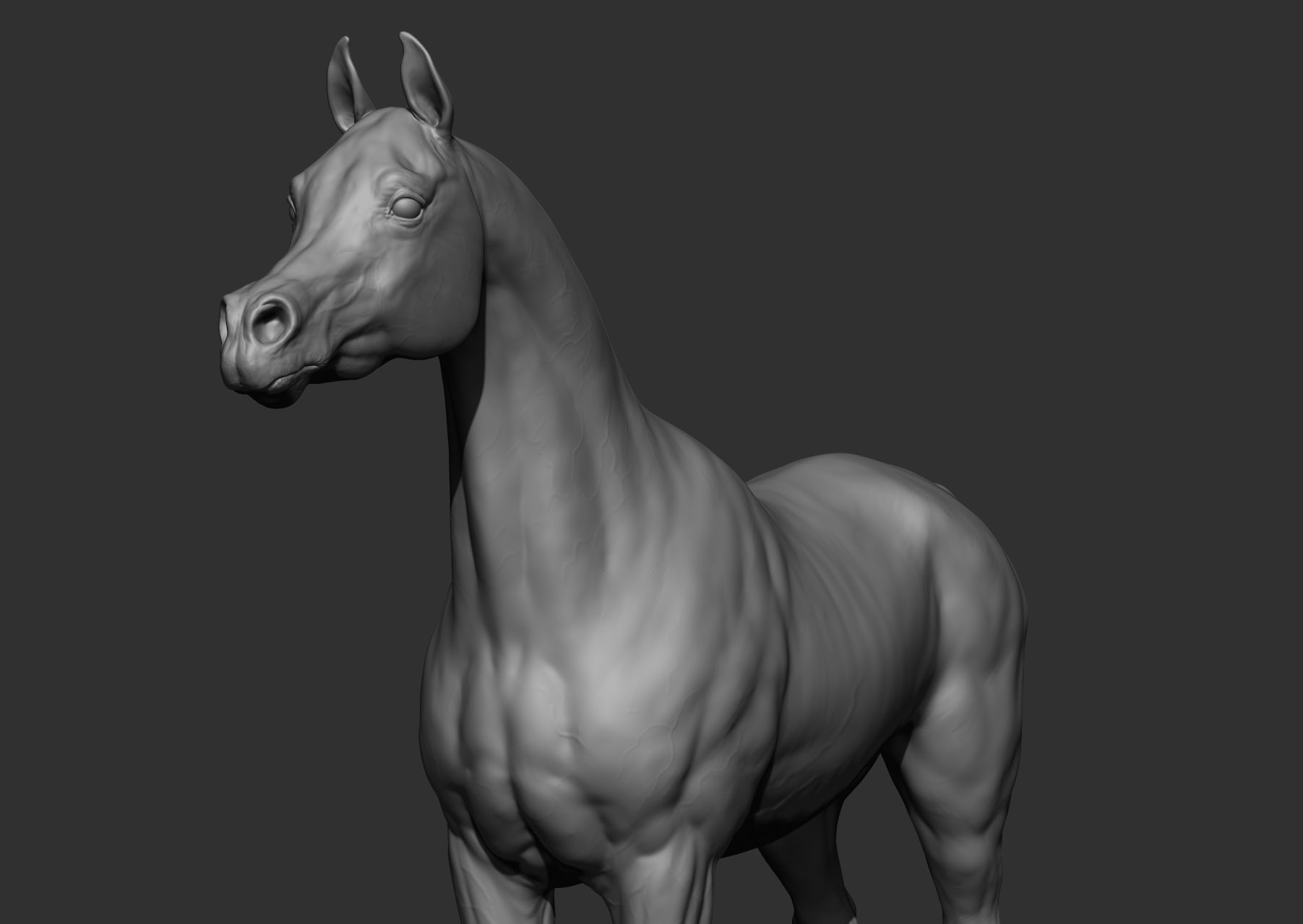 6 Horse types 3D model_20