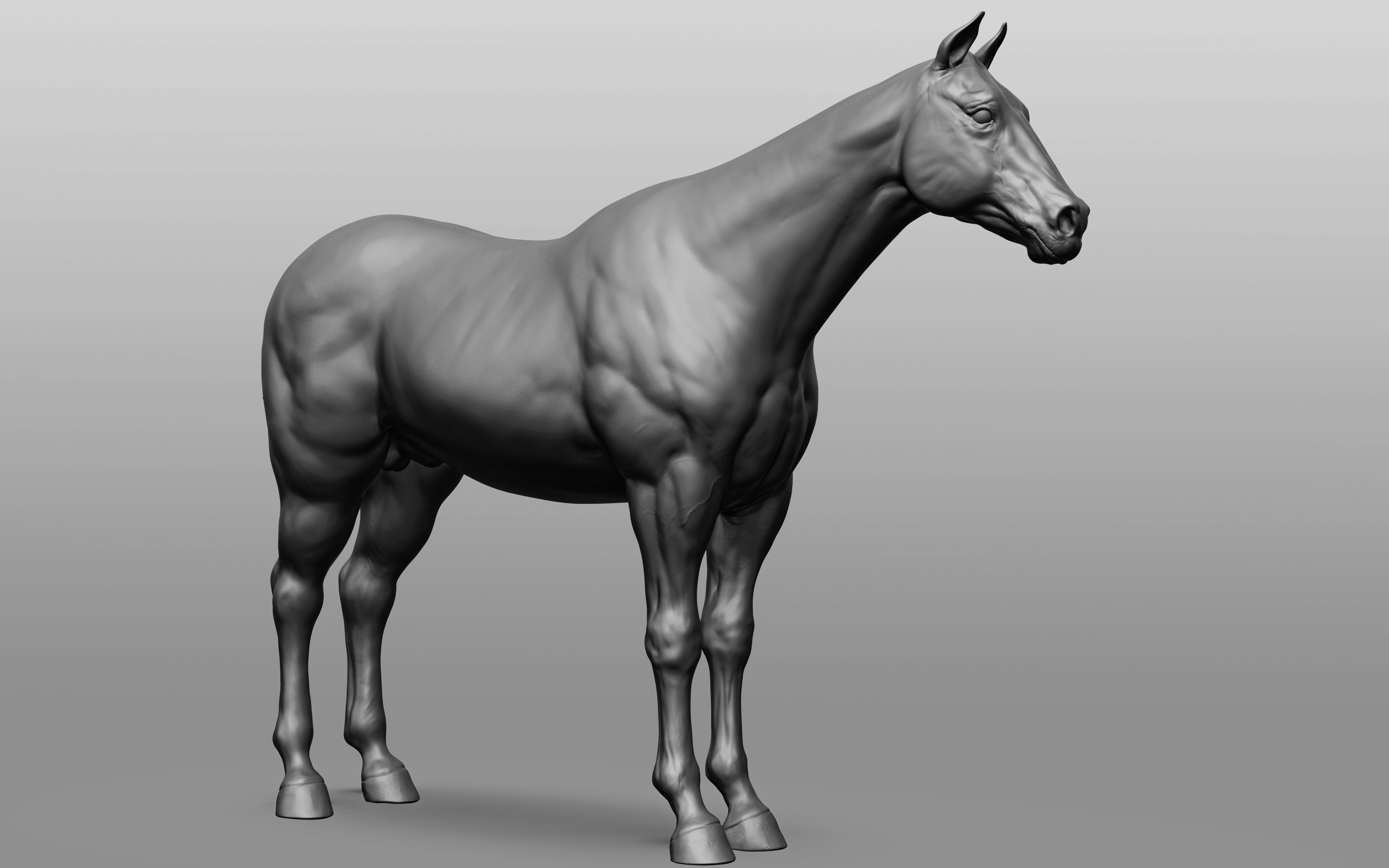 6 Horse types 3D model_78