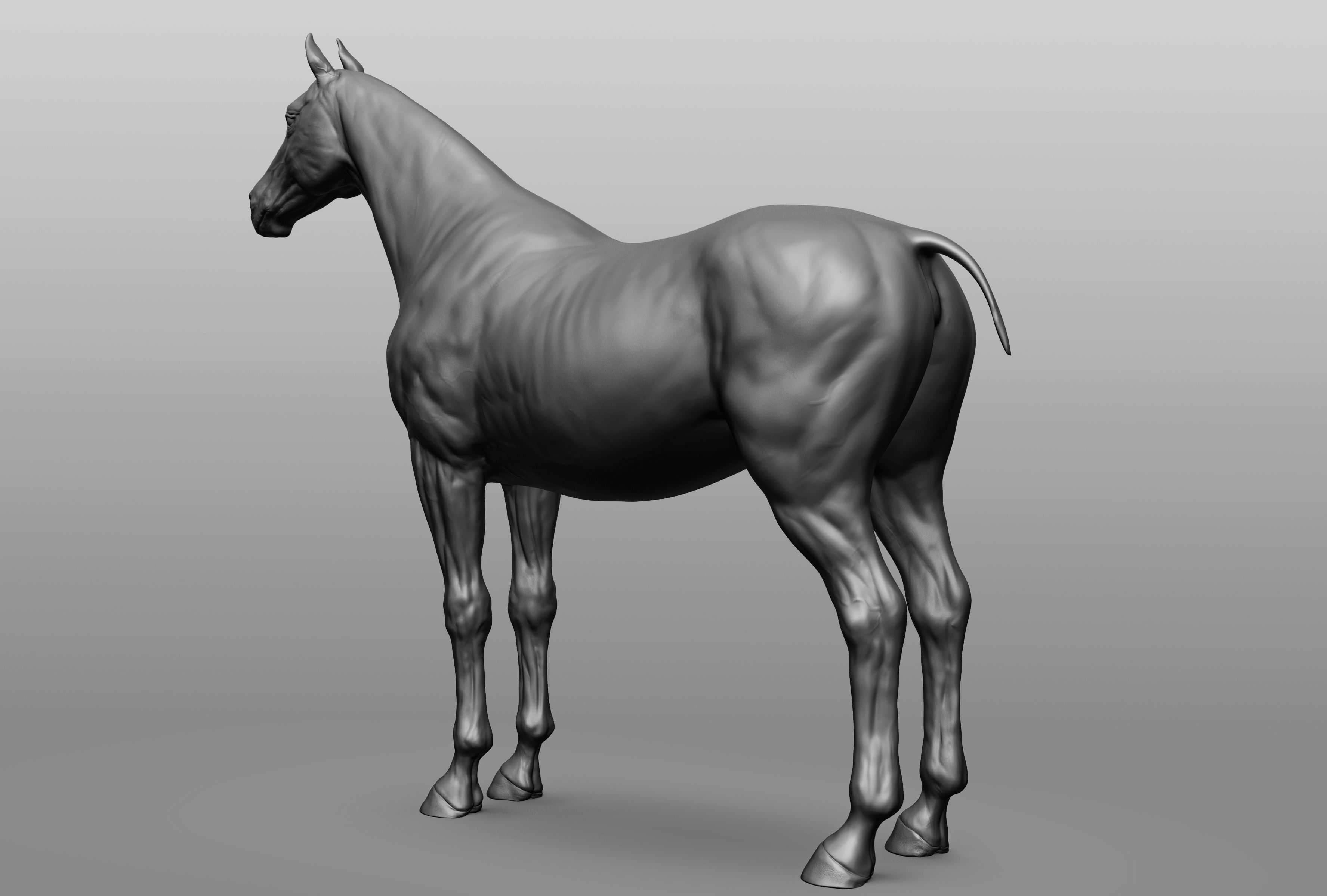 6 Horse types 3D model_32
