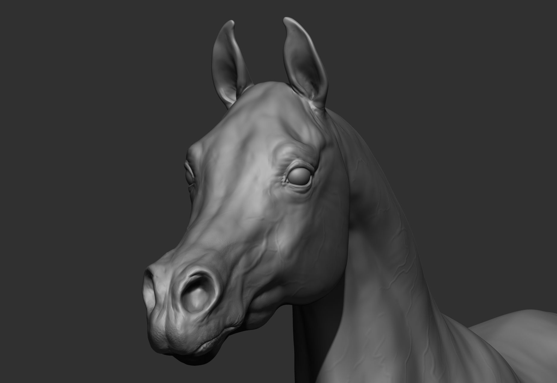 6 Horse types 3D model_23