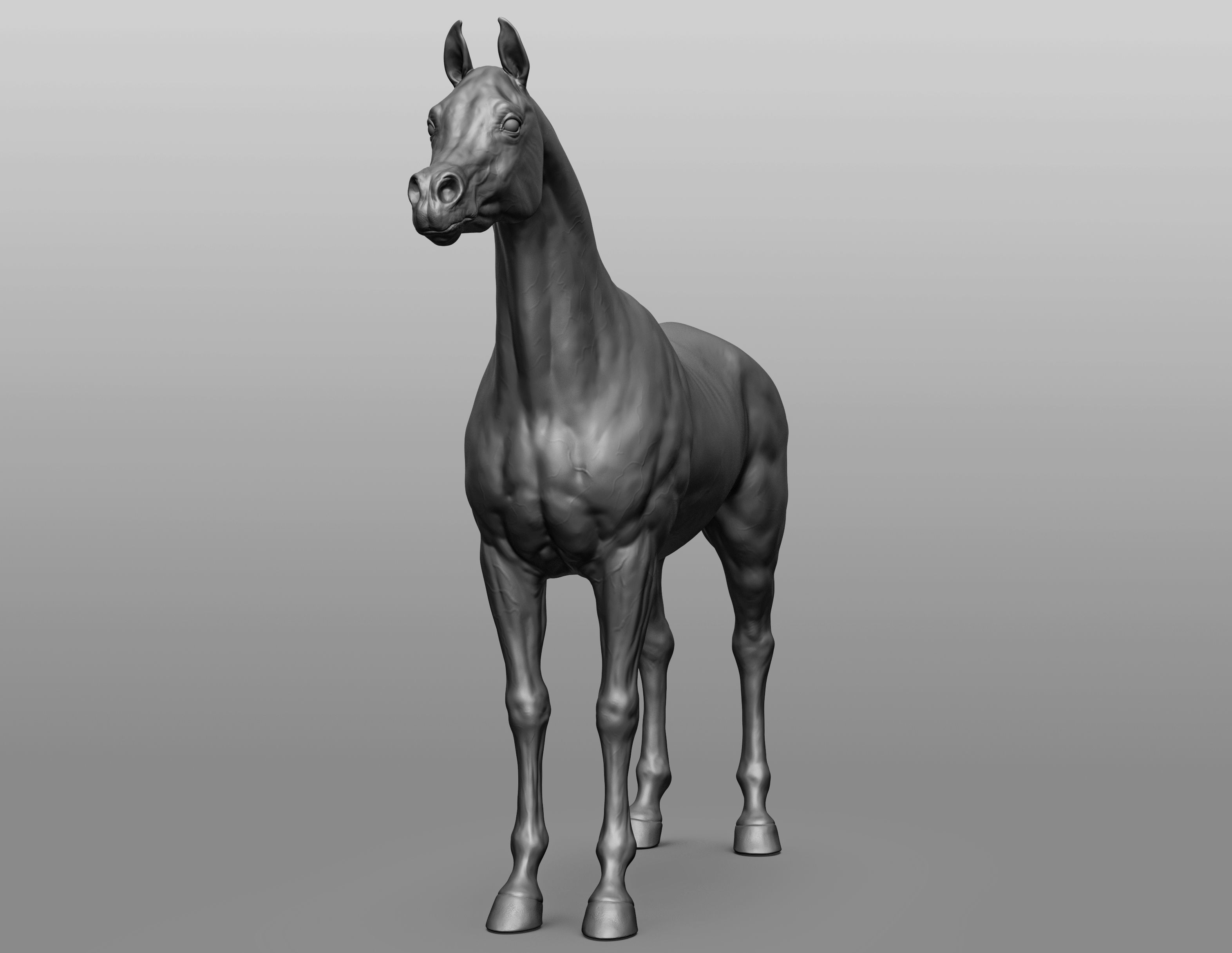 6 Horse types 3D model_1