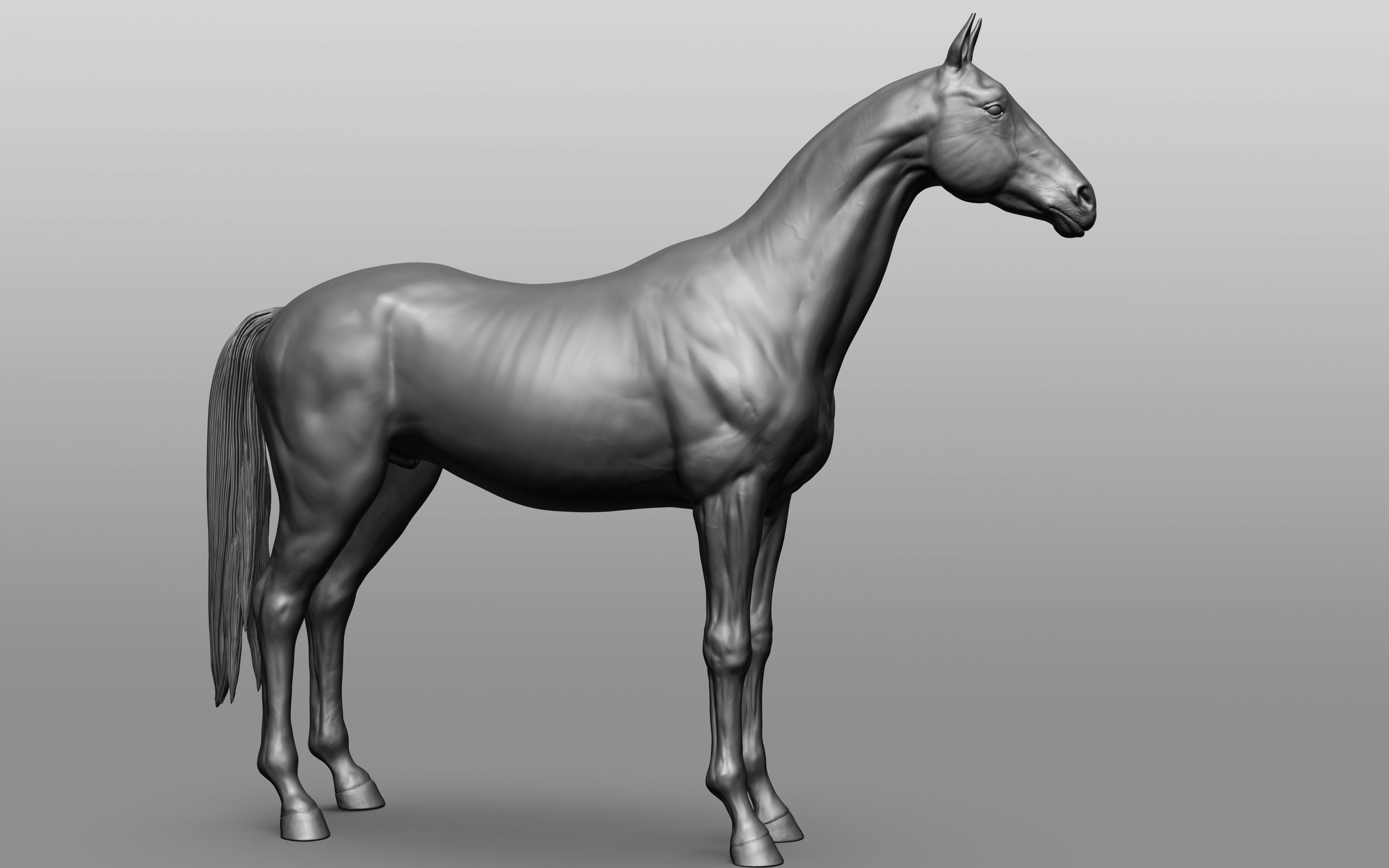 6 Horse types 3D model_96