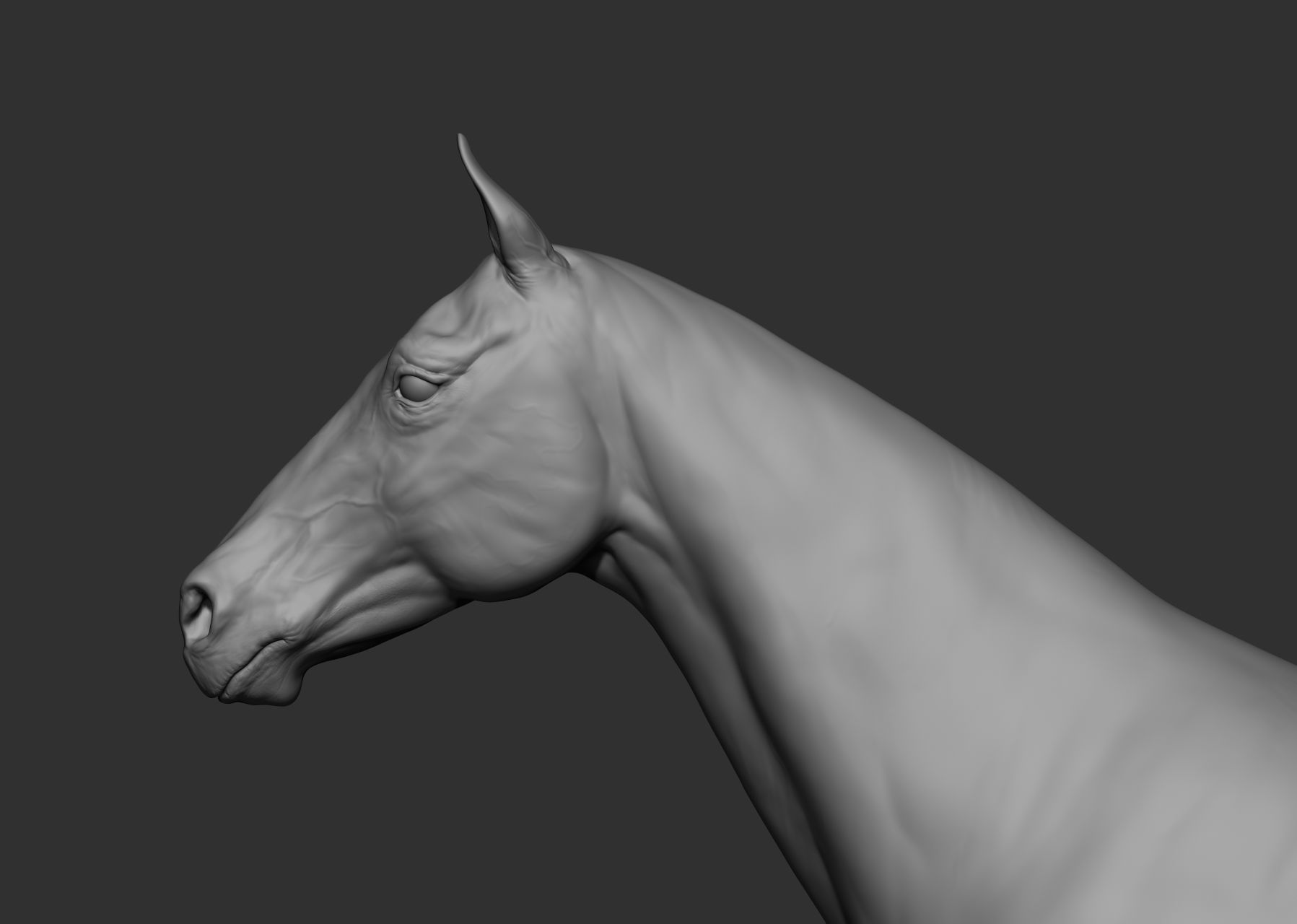 6 Horse types 3D model_48