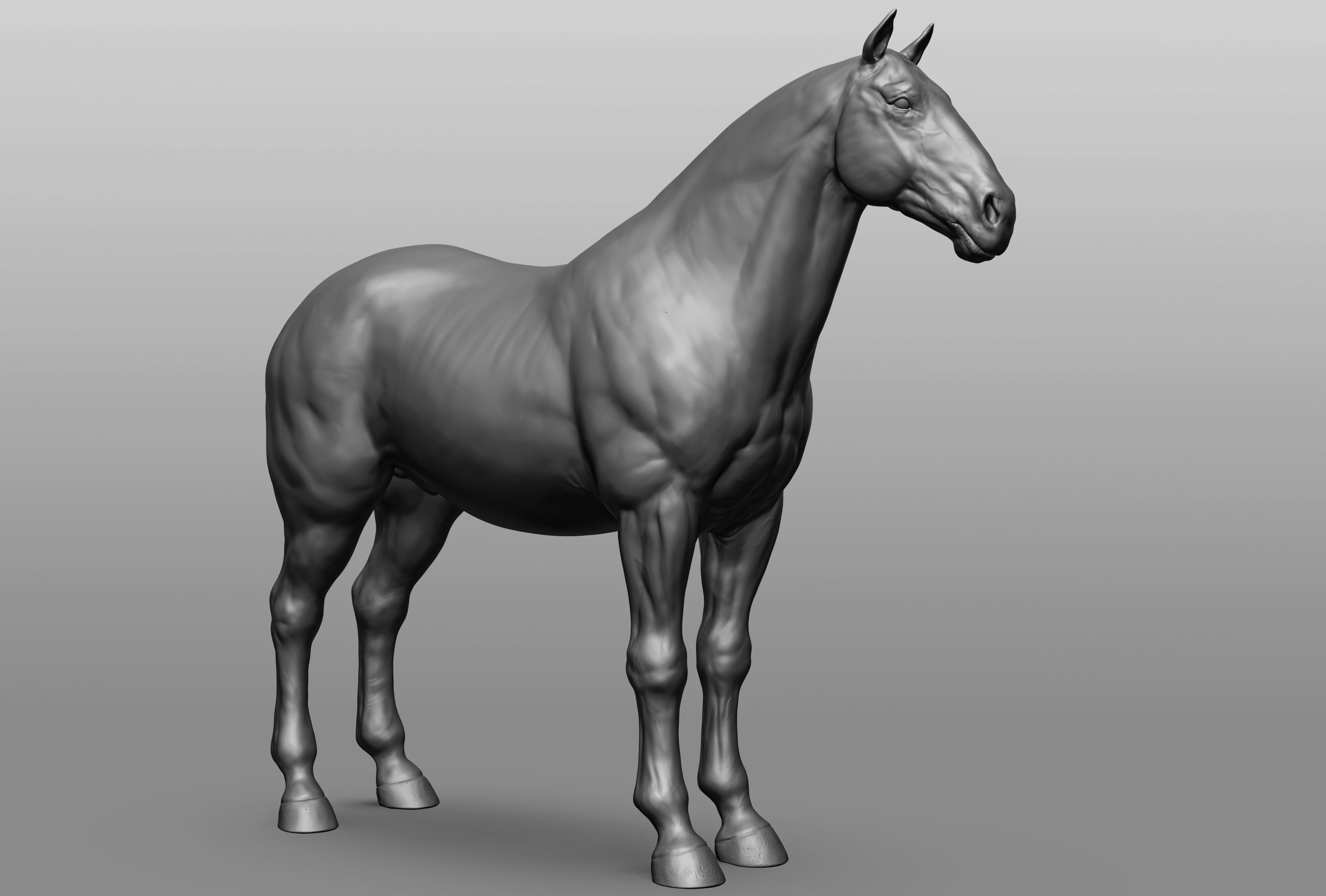 6 Horse types 3D model_59