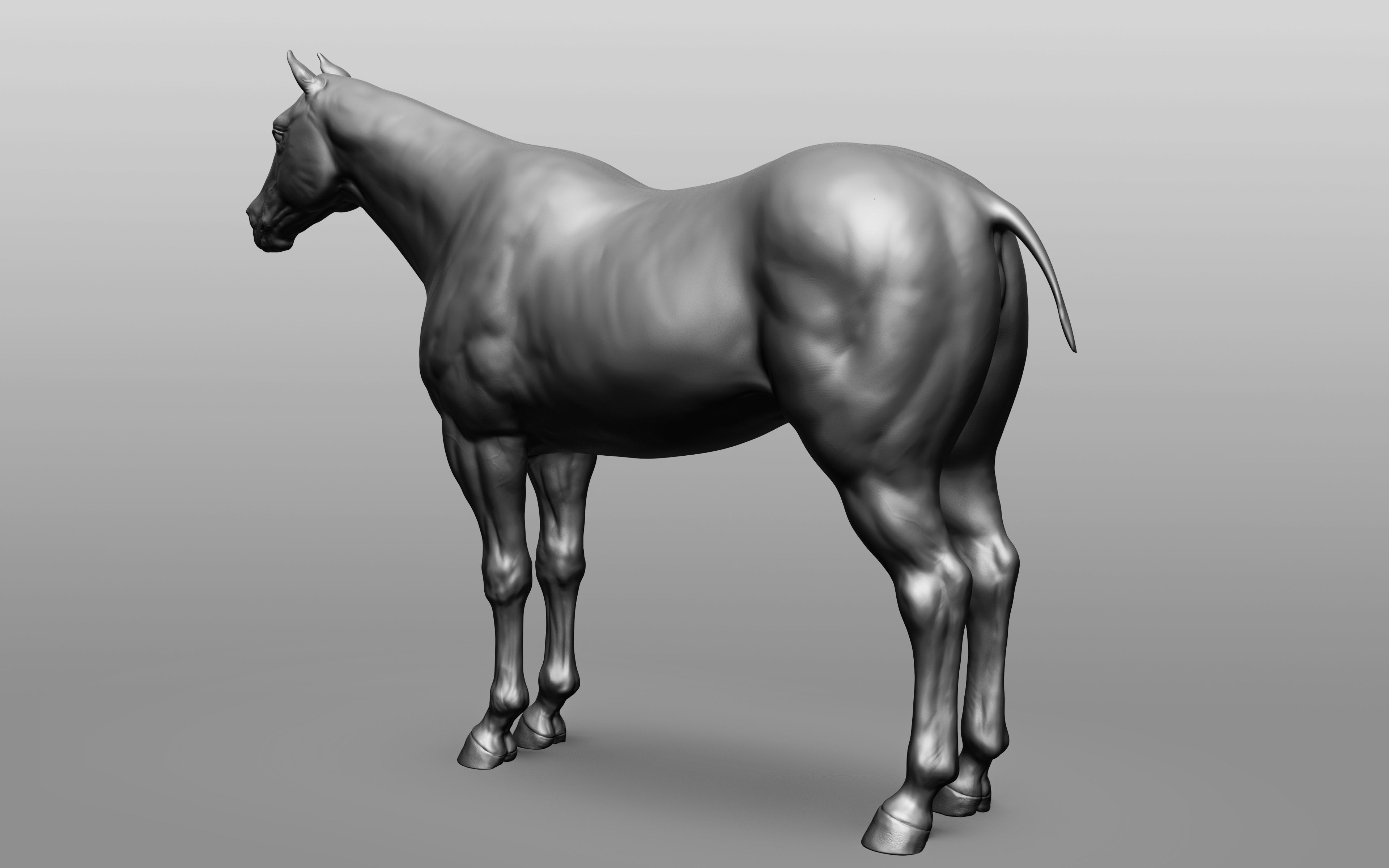6 Horse types 3D model_76