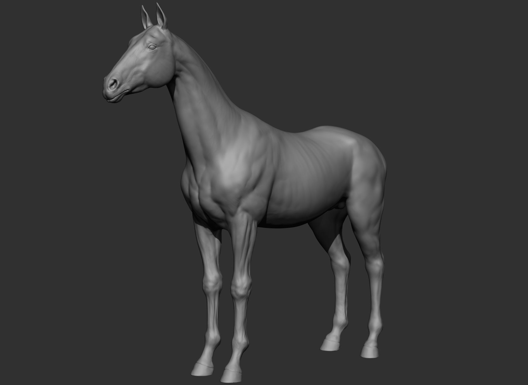 6 Horse types 3D model_97