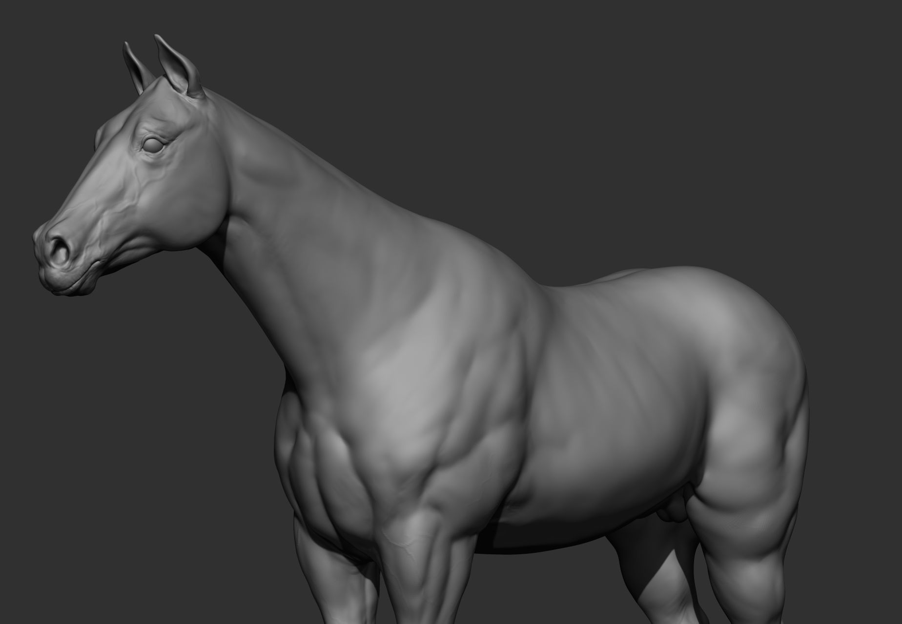 6 Horse types 3D model_88
