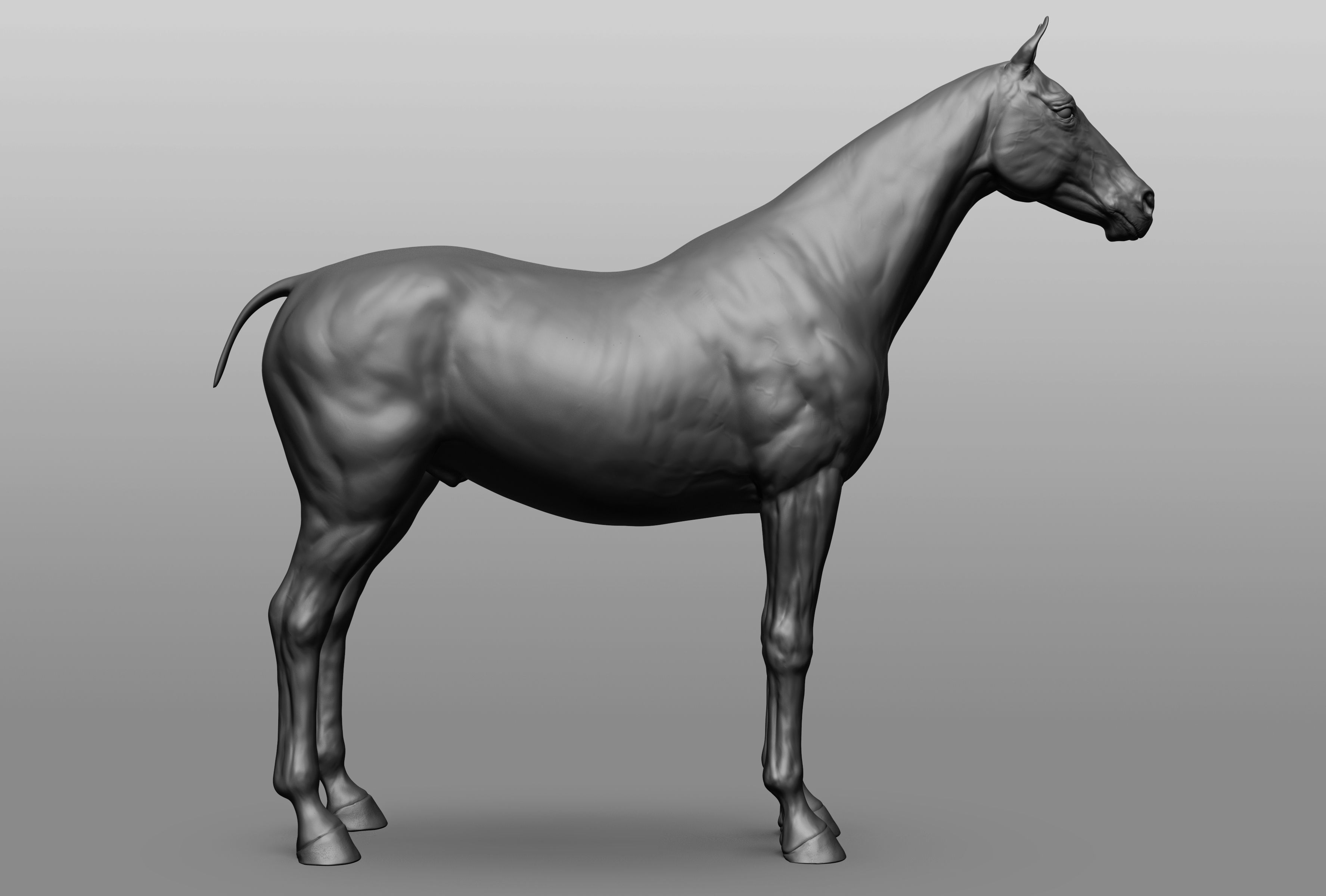 6 Horse types 3D model_34