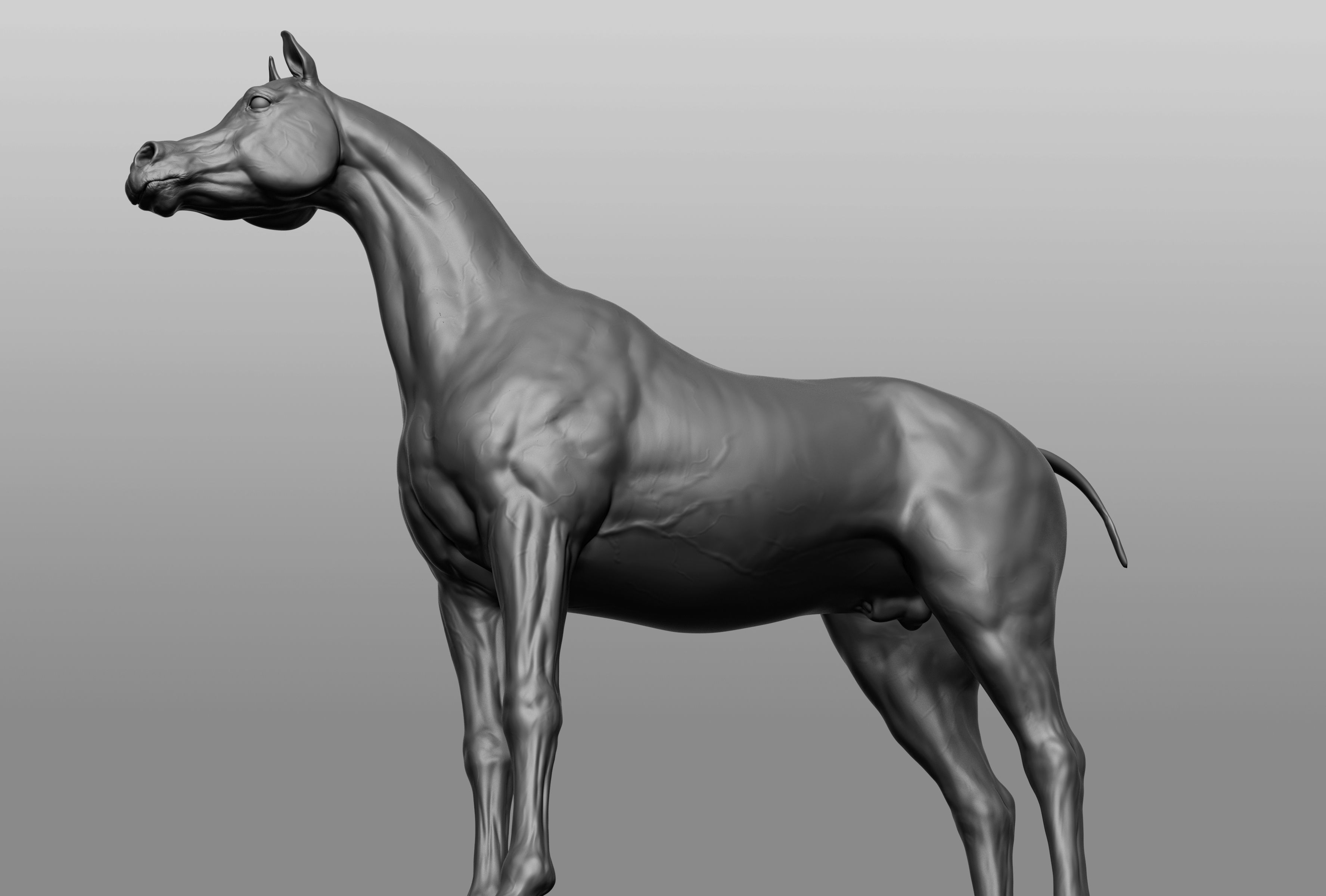 6 Horse types 3D model_14