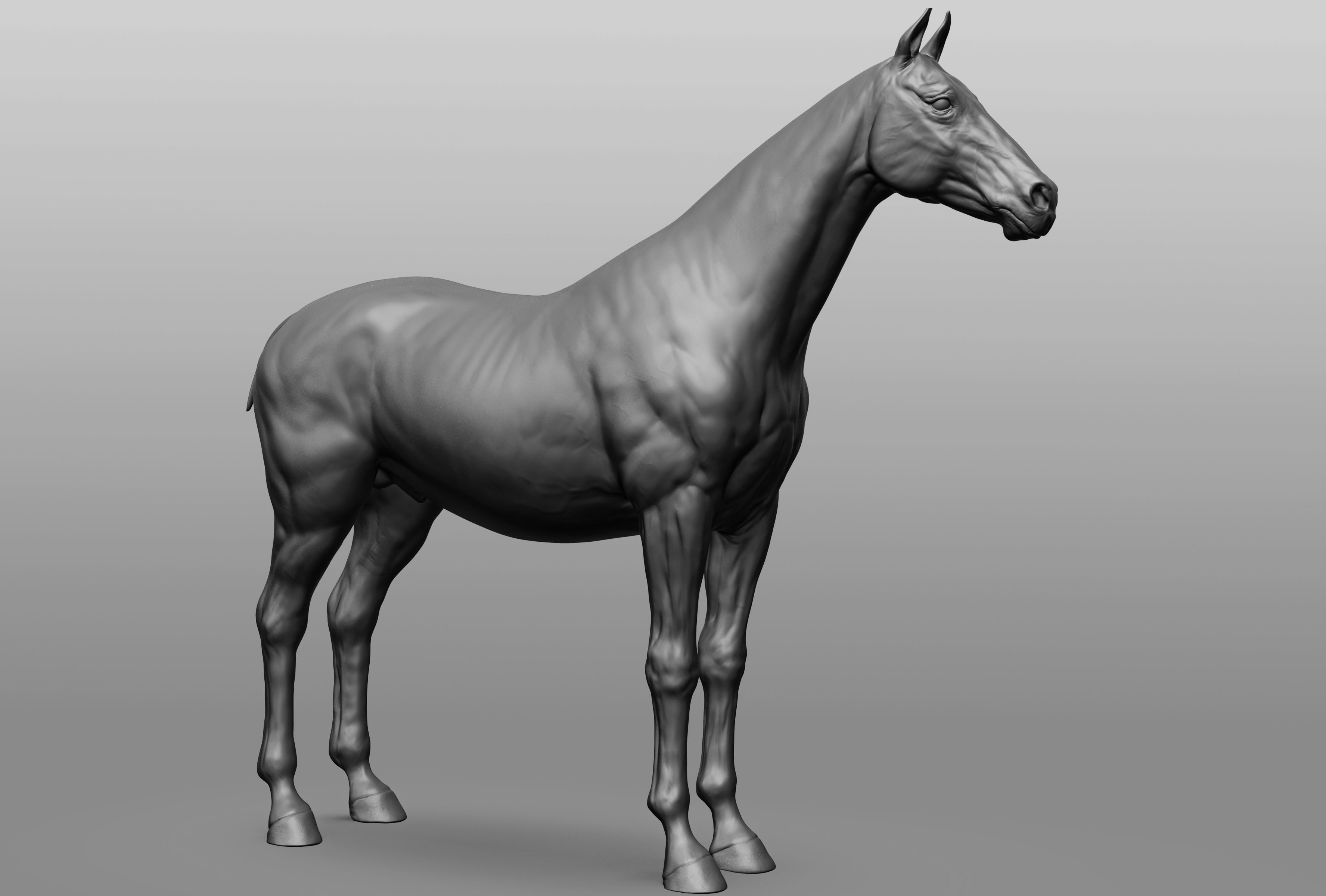 6 Horse types 3D model_35