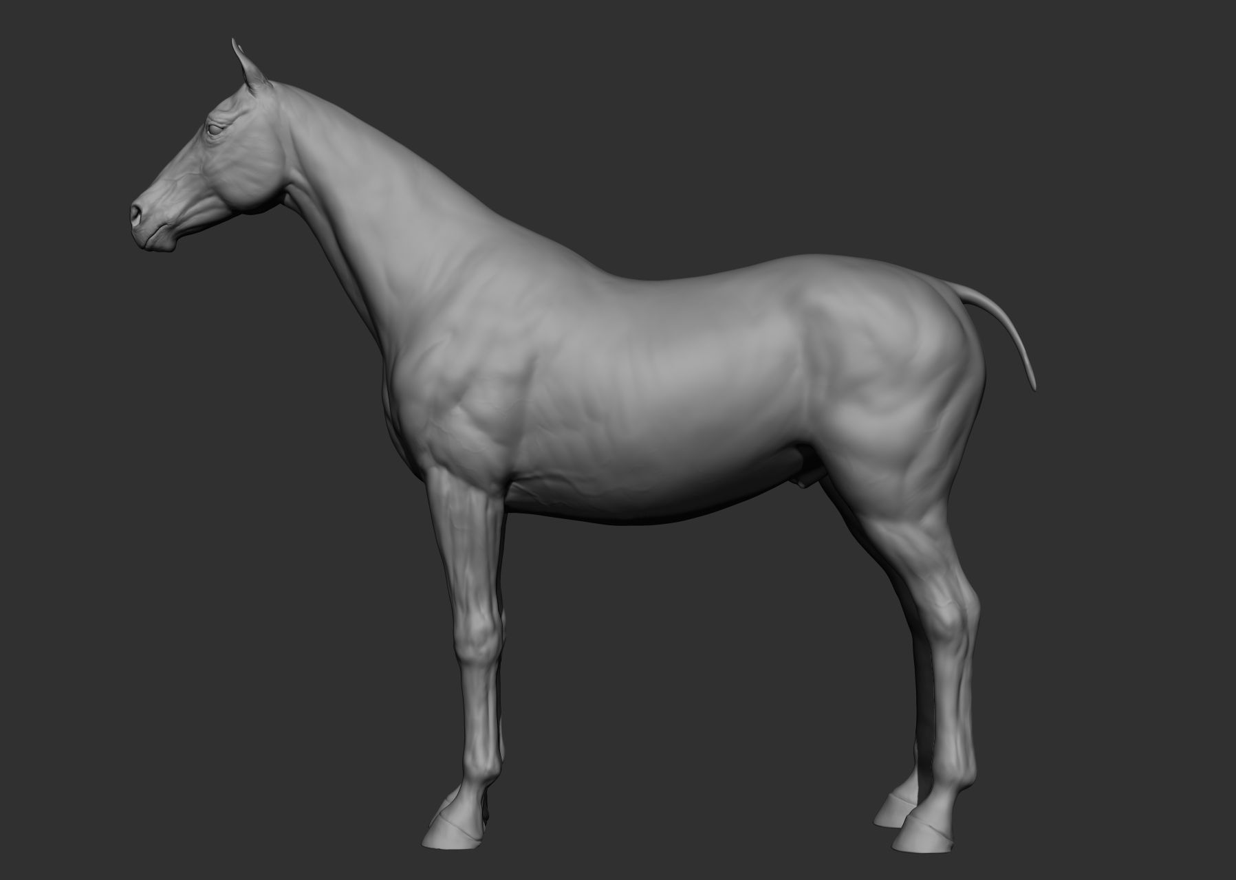 6 Horse types 3D model_45