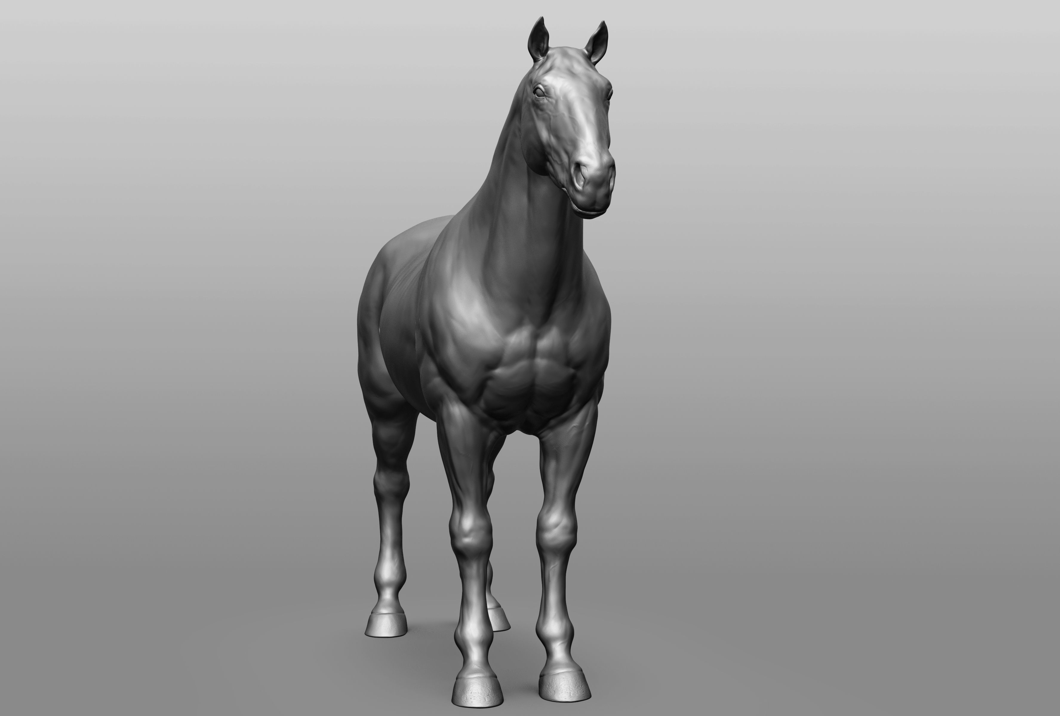 6 Horse types 3D model_60