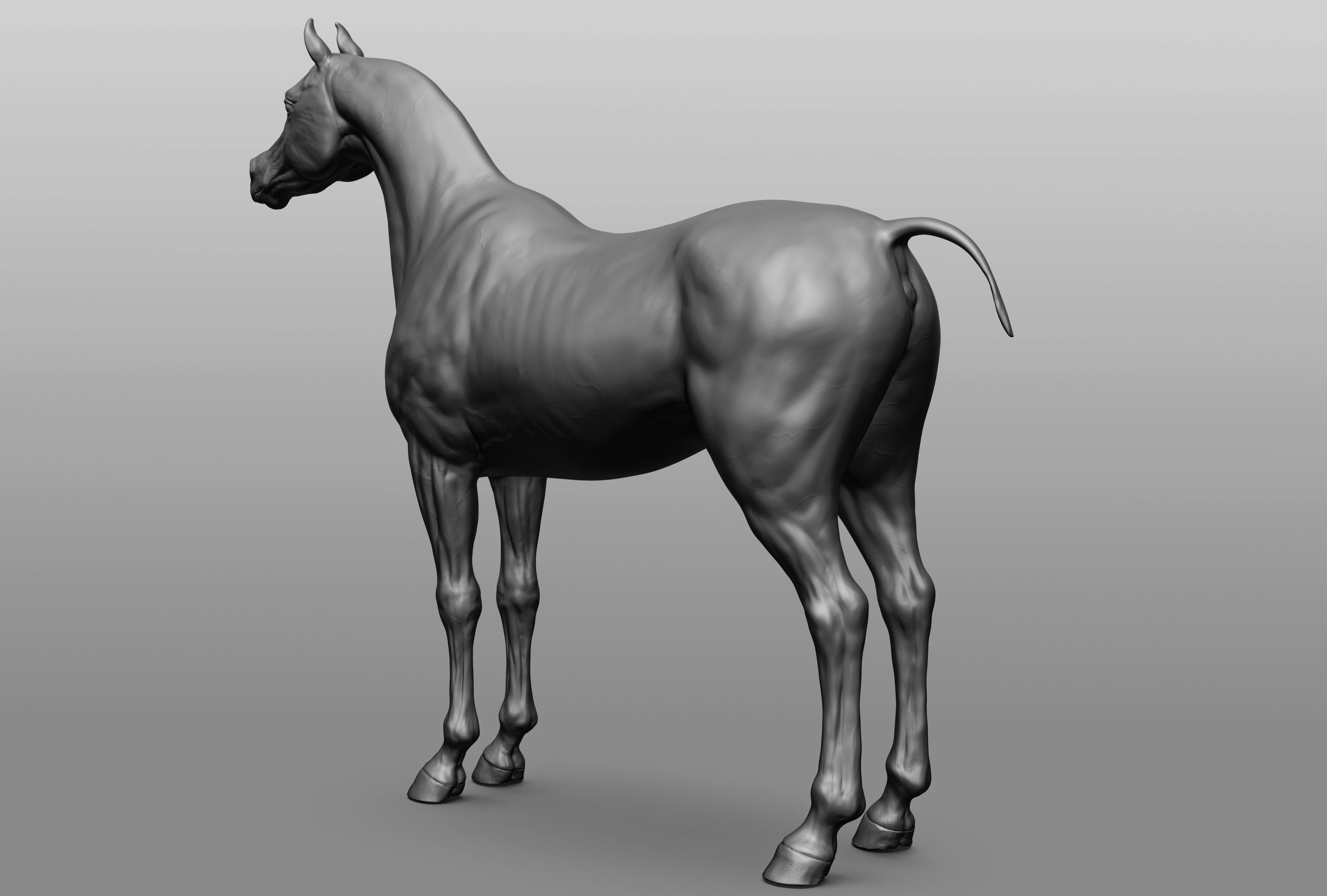 6 Horse types 3D model_5