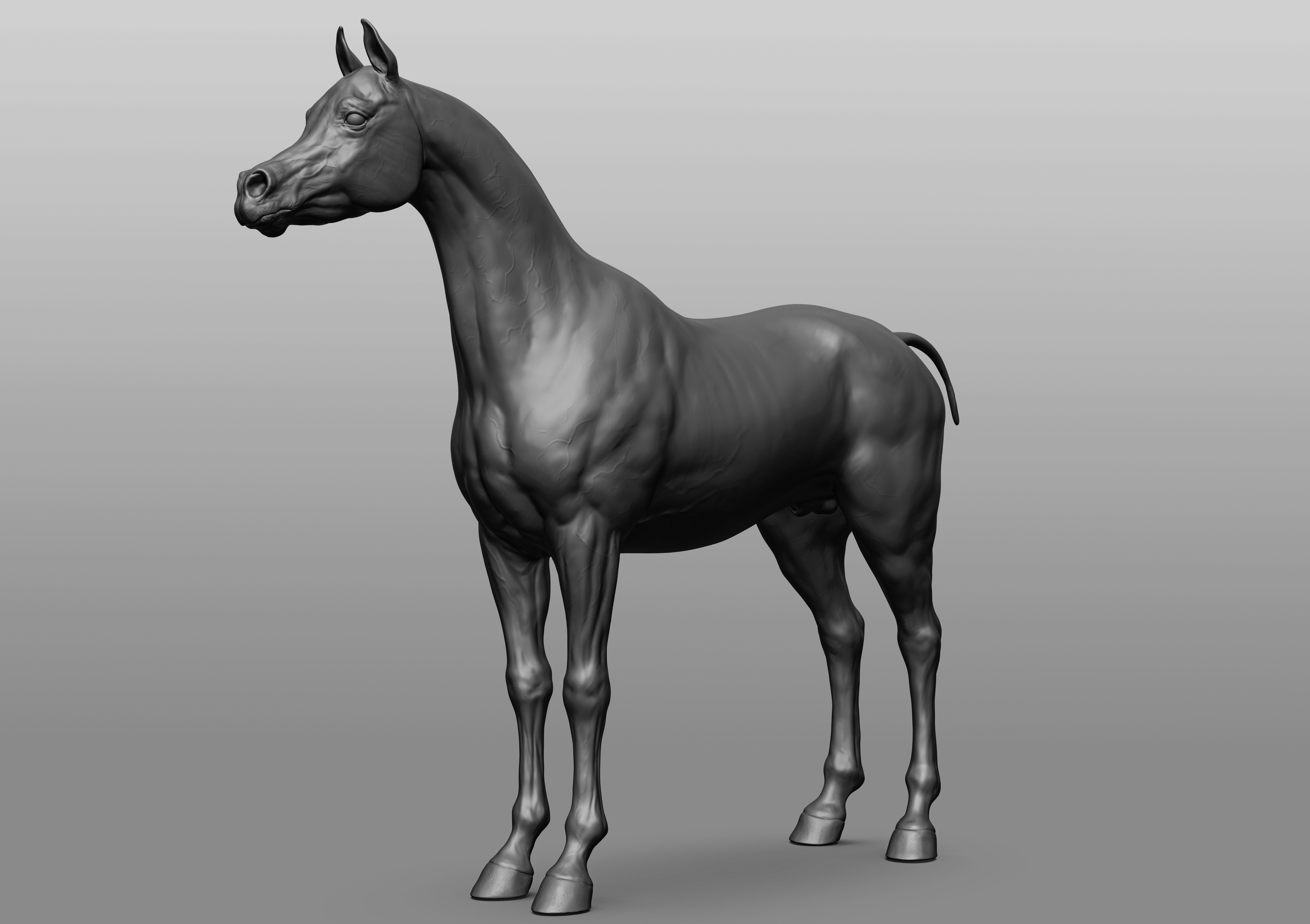 6 Horse types 3D model_2