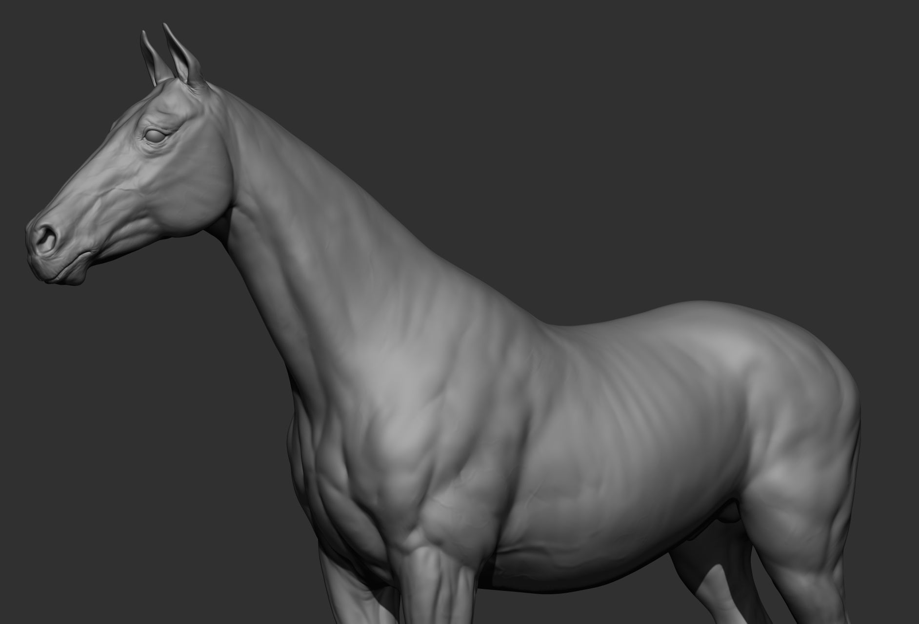6 Horse types 3D model_49