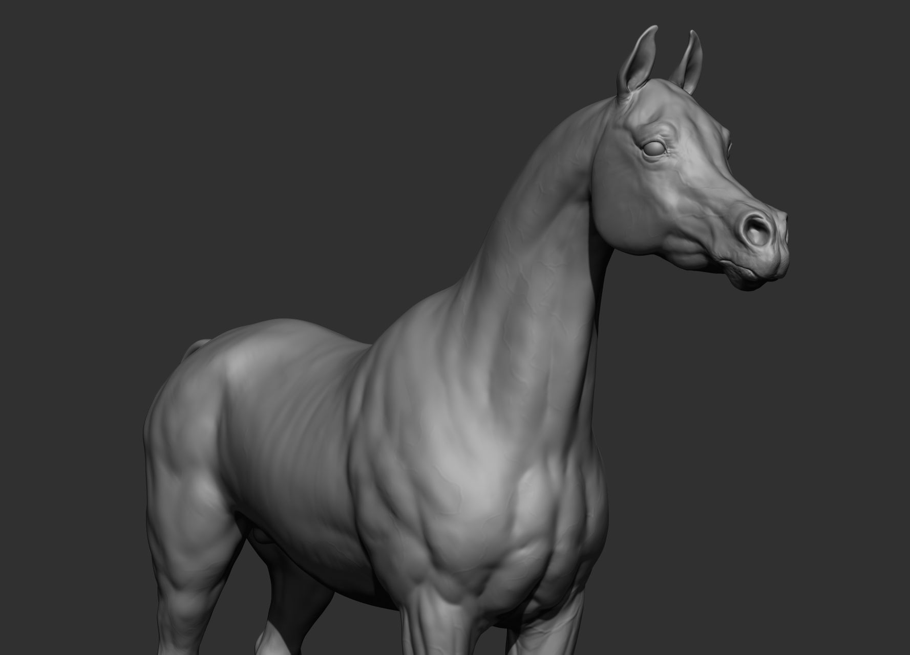 6 Horse types 3D model_27