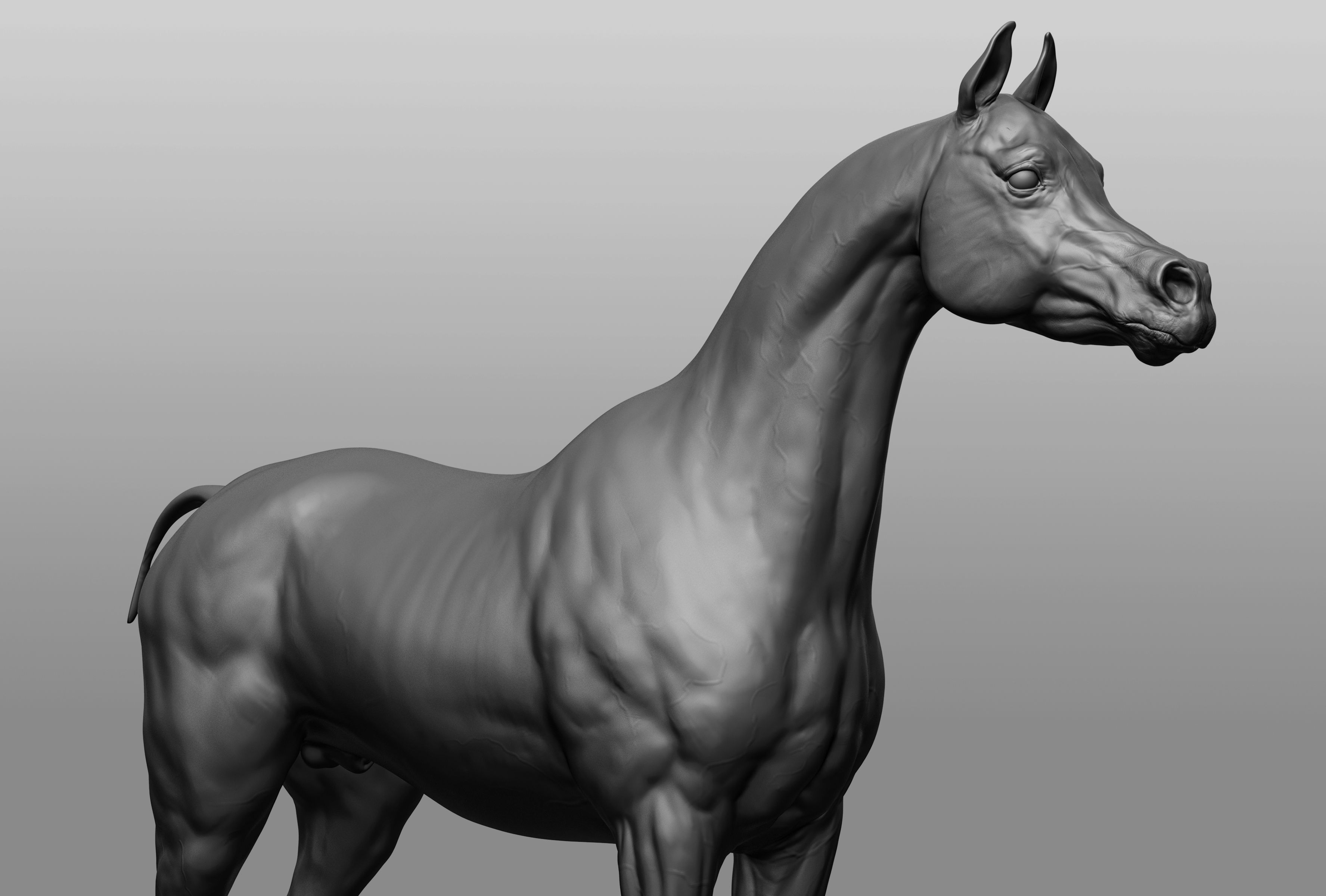 6 Horse types 3D model_11