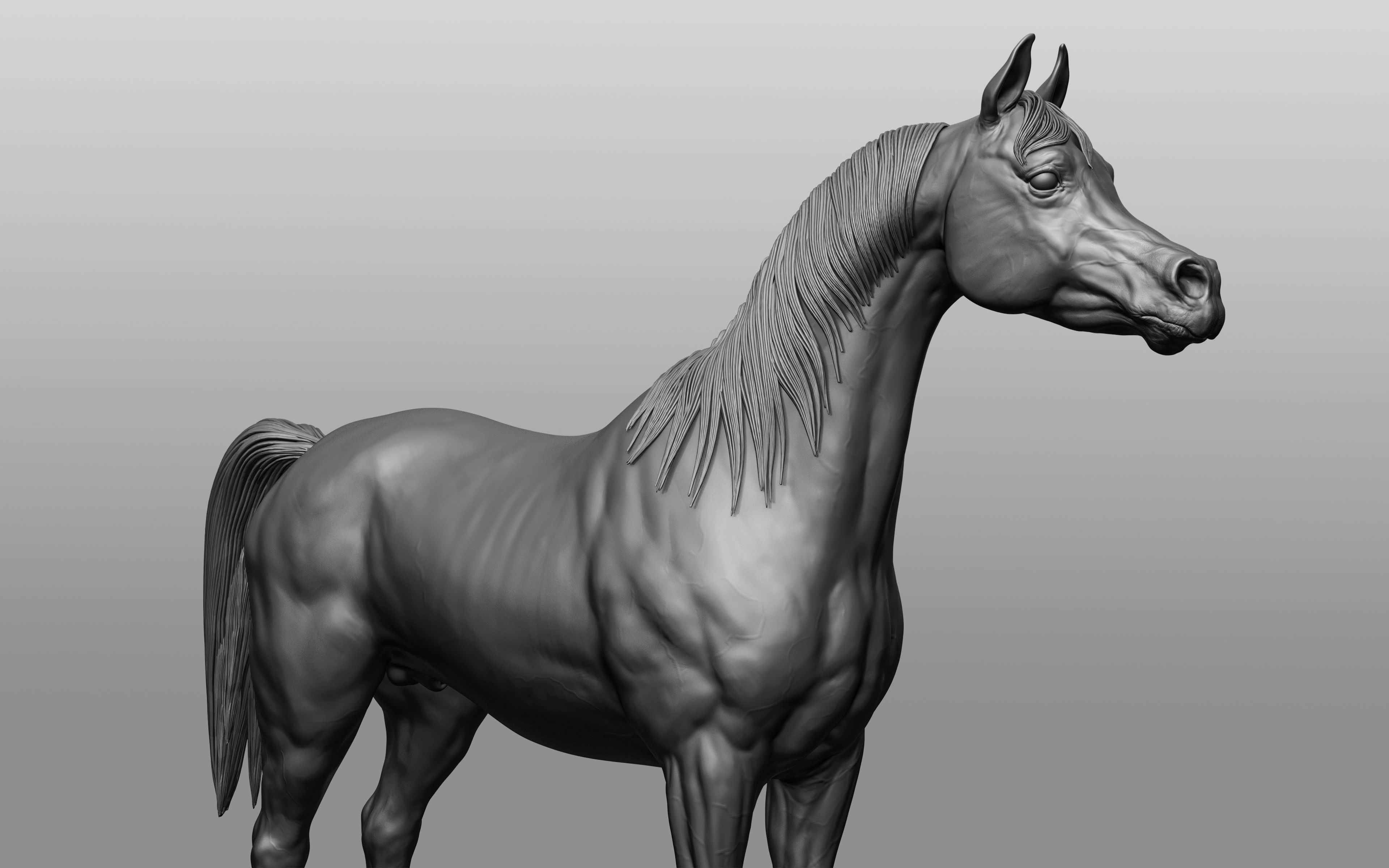6 Horse types 3D model_16