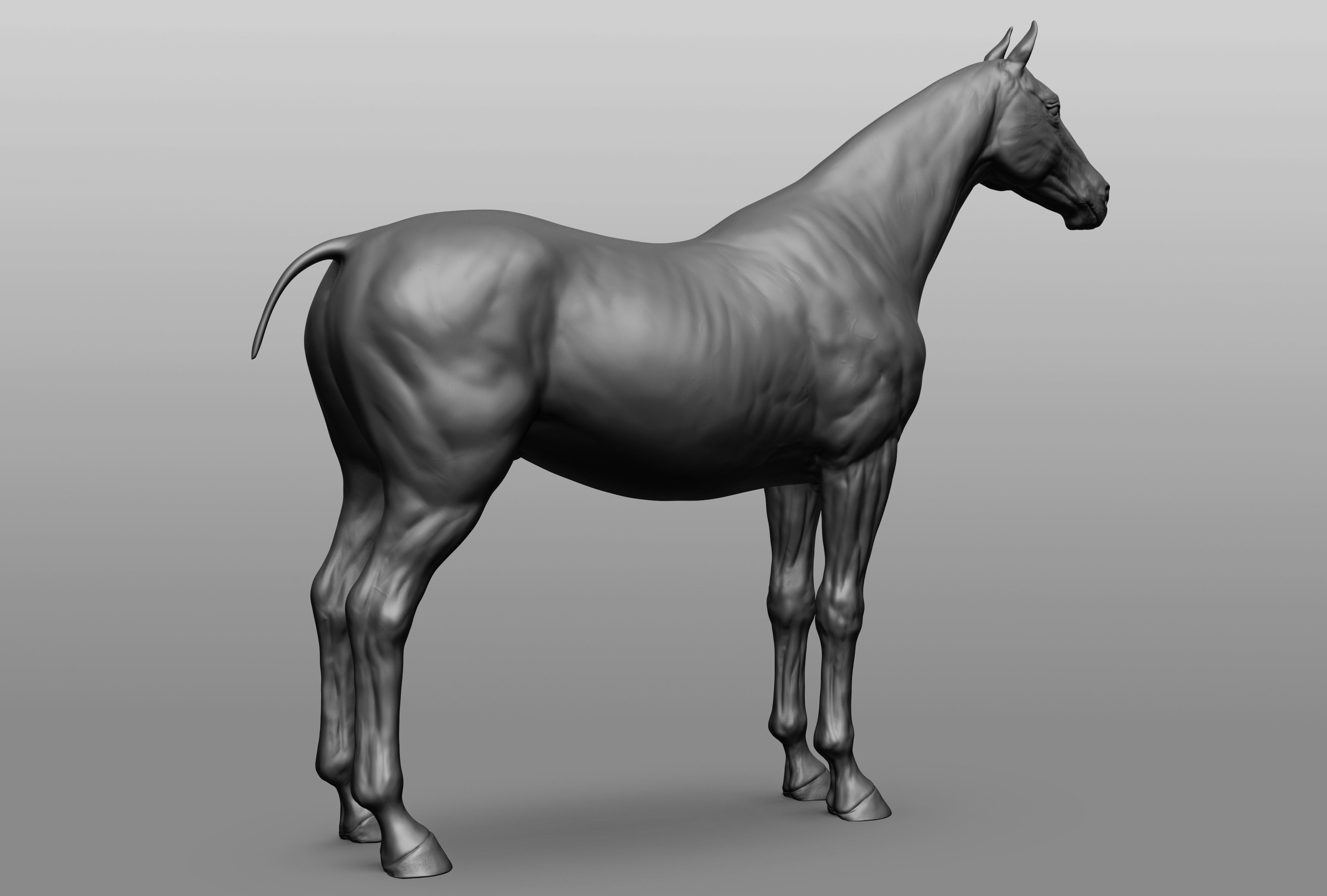 6 Horse types 3D model_33