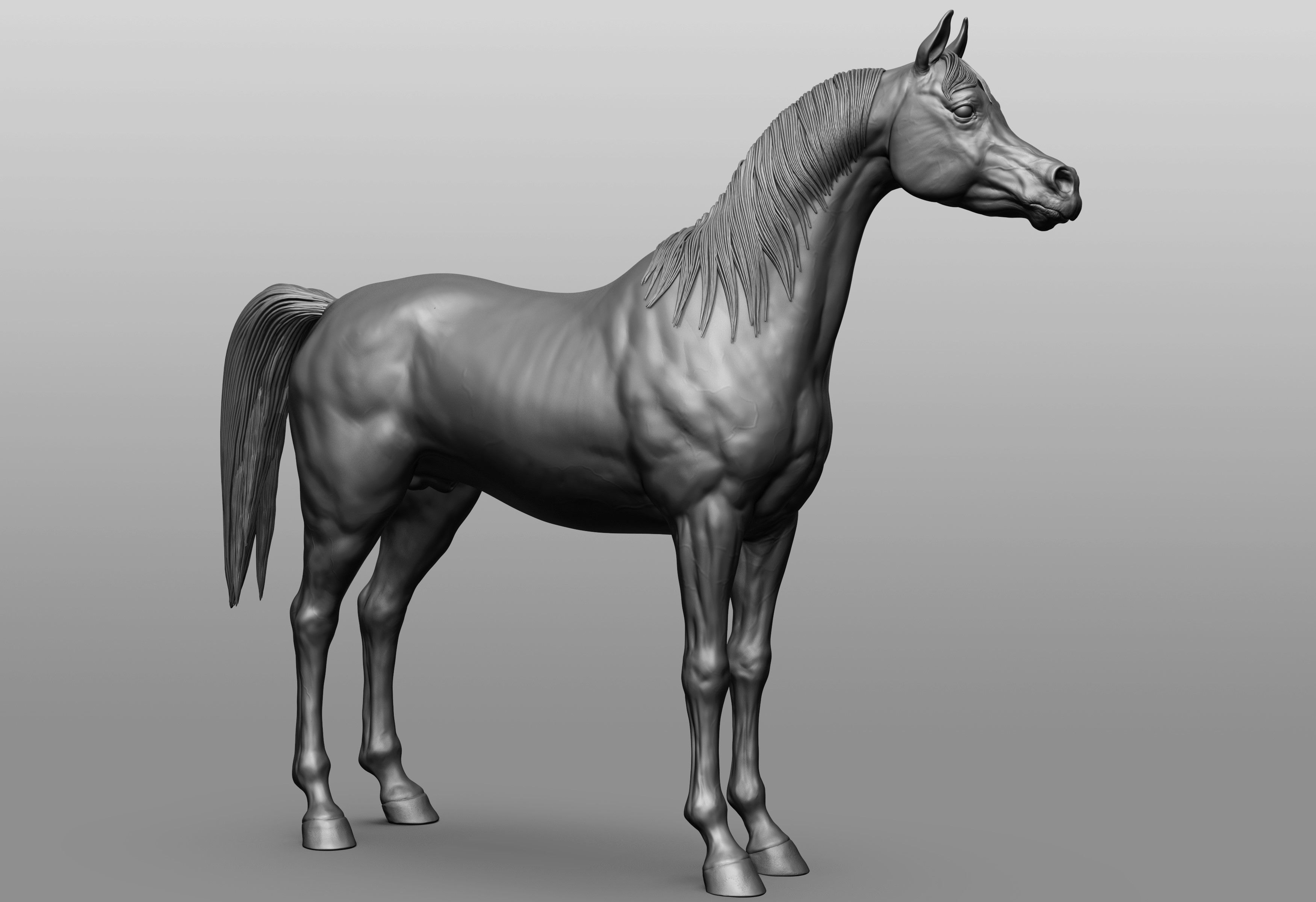 6 Horse types 3D model_17