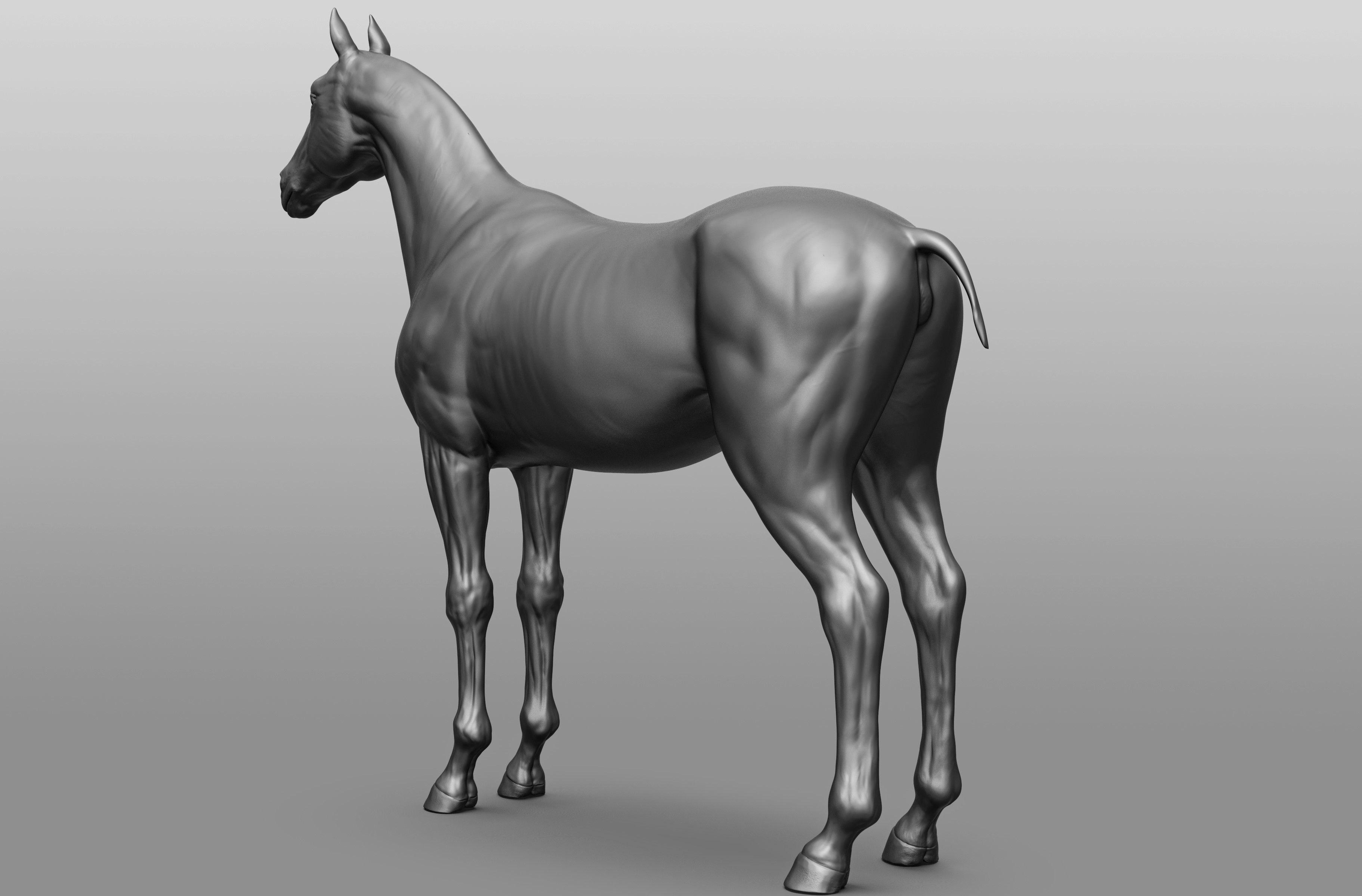 6 Horse types 3D model_93