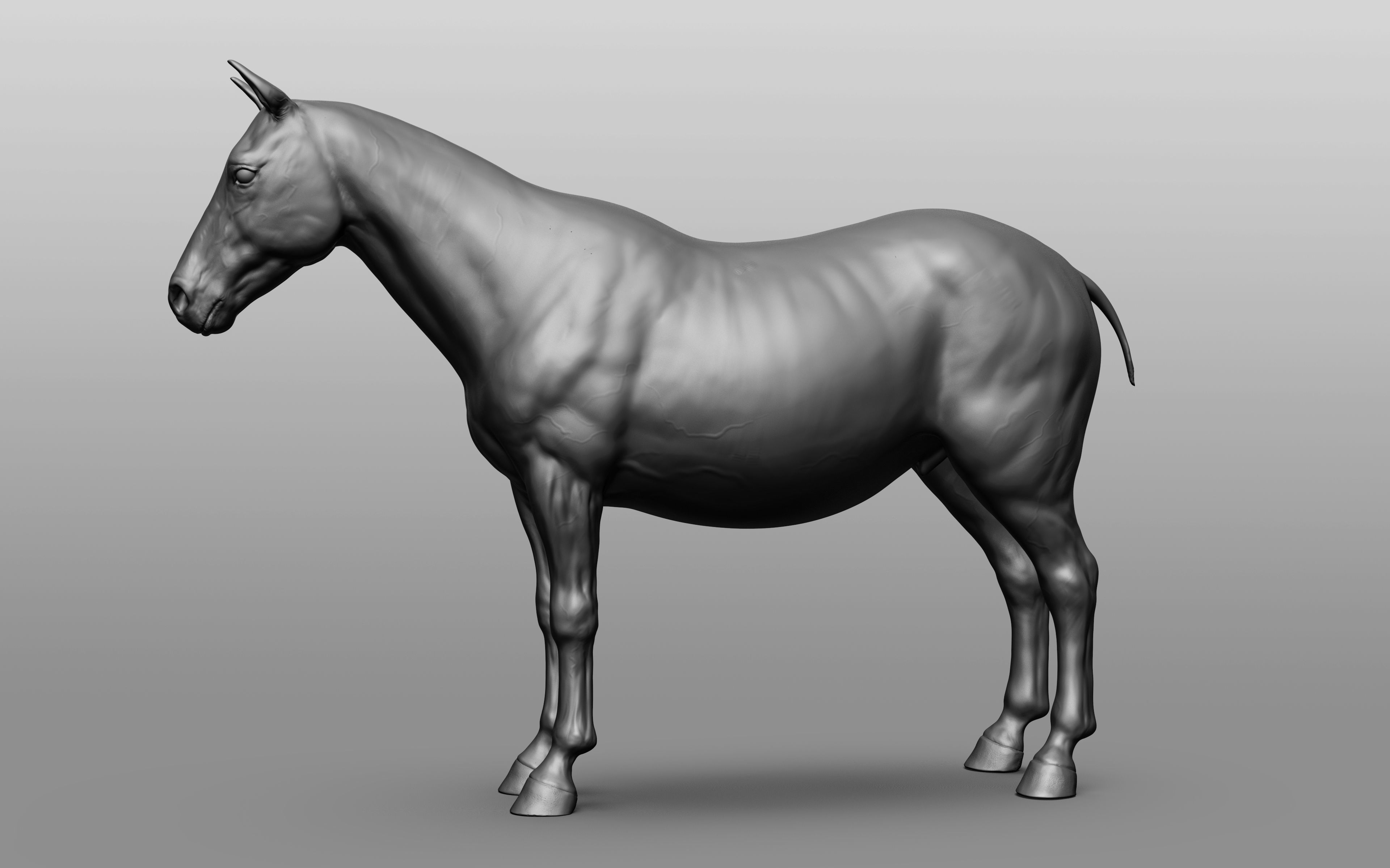 6 Horse types 3D model_106