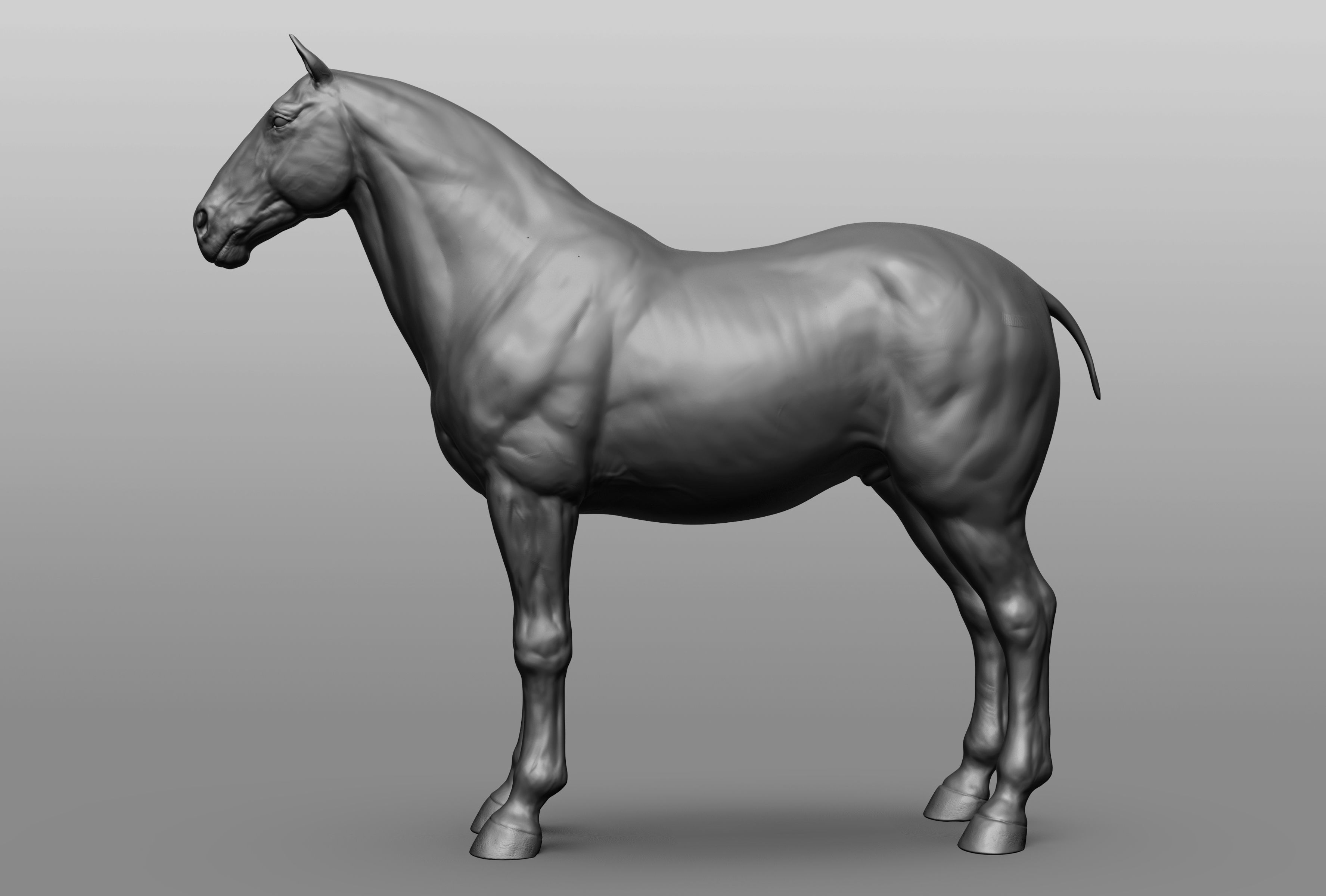 6 Horse types 3D model_56