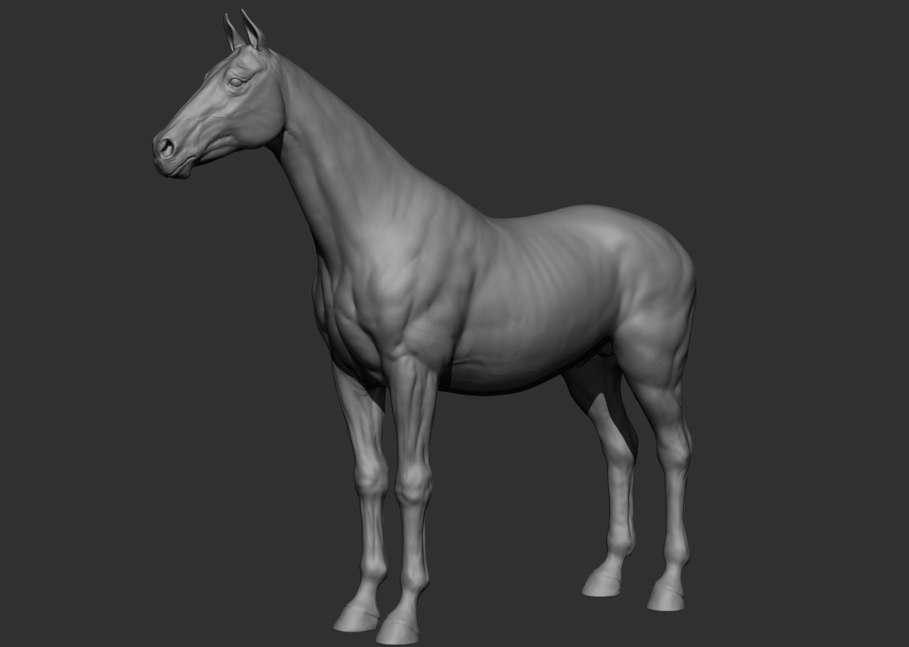 6 Horse types 3D model_44