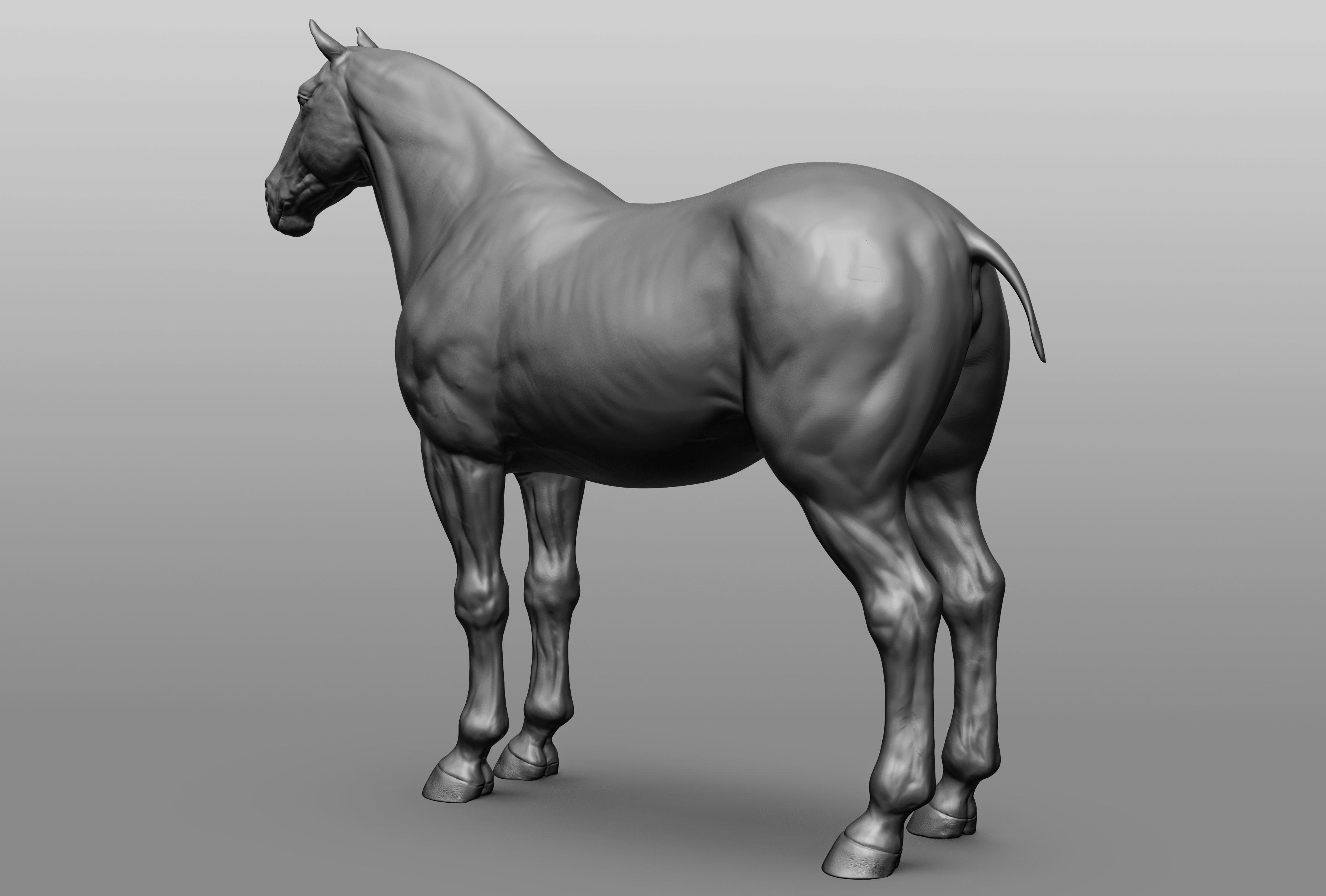 6 Horse types 3D model_57