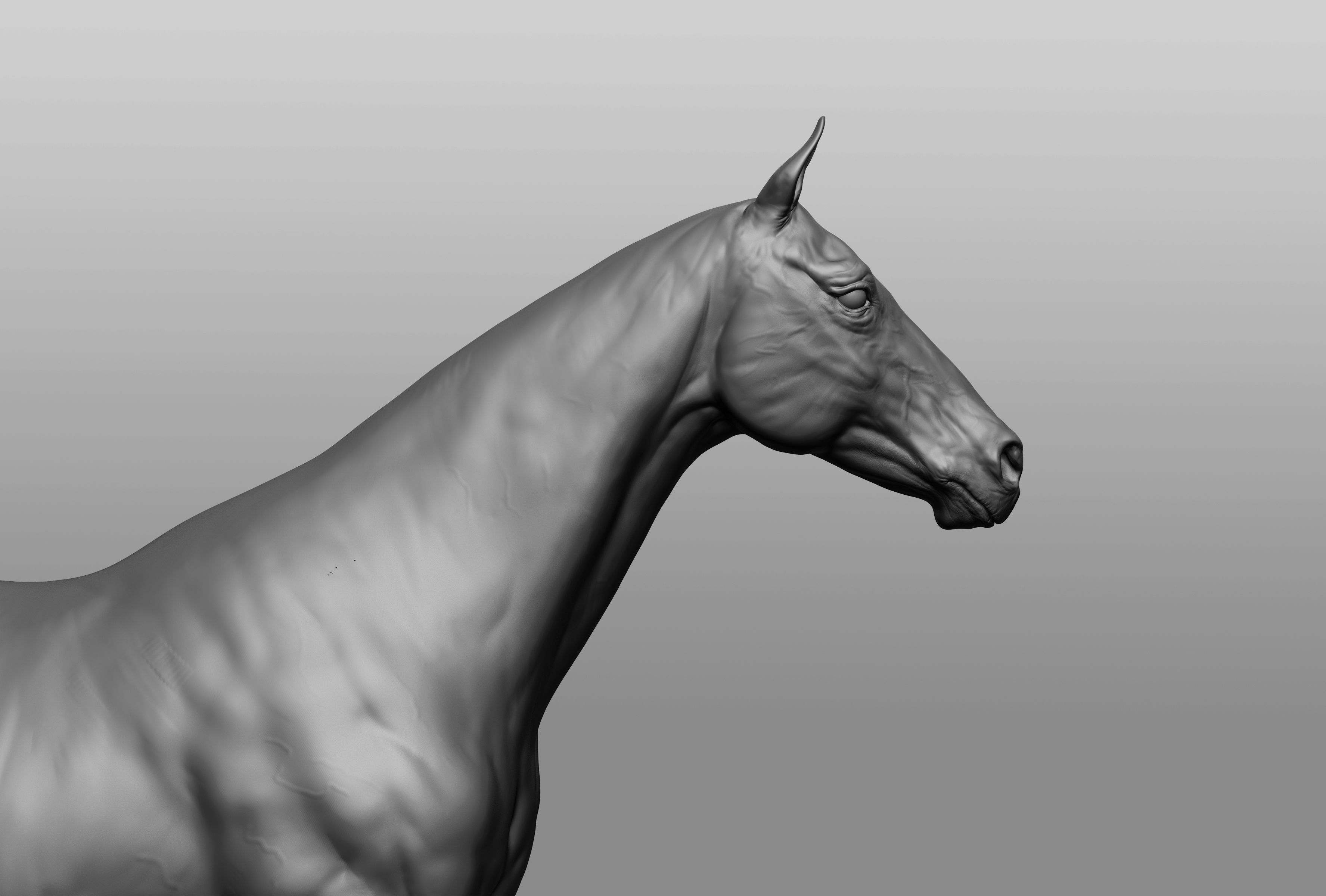 6 Horse types 3D model_39